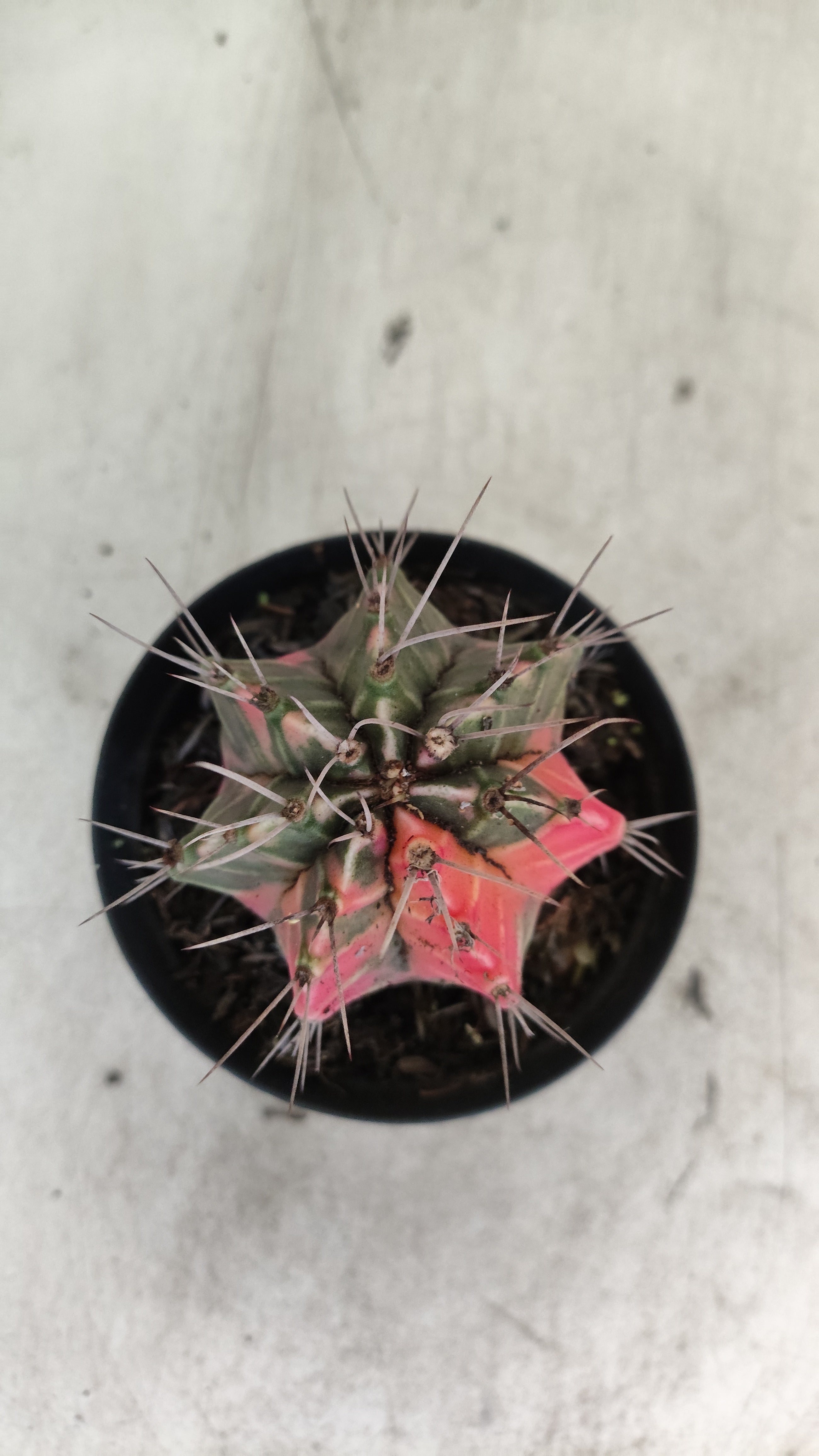 GYMNOCALYCIUM Mihanovichii "Variegata" Nº 708 – vaso 09