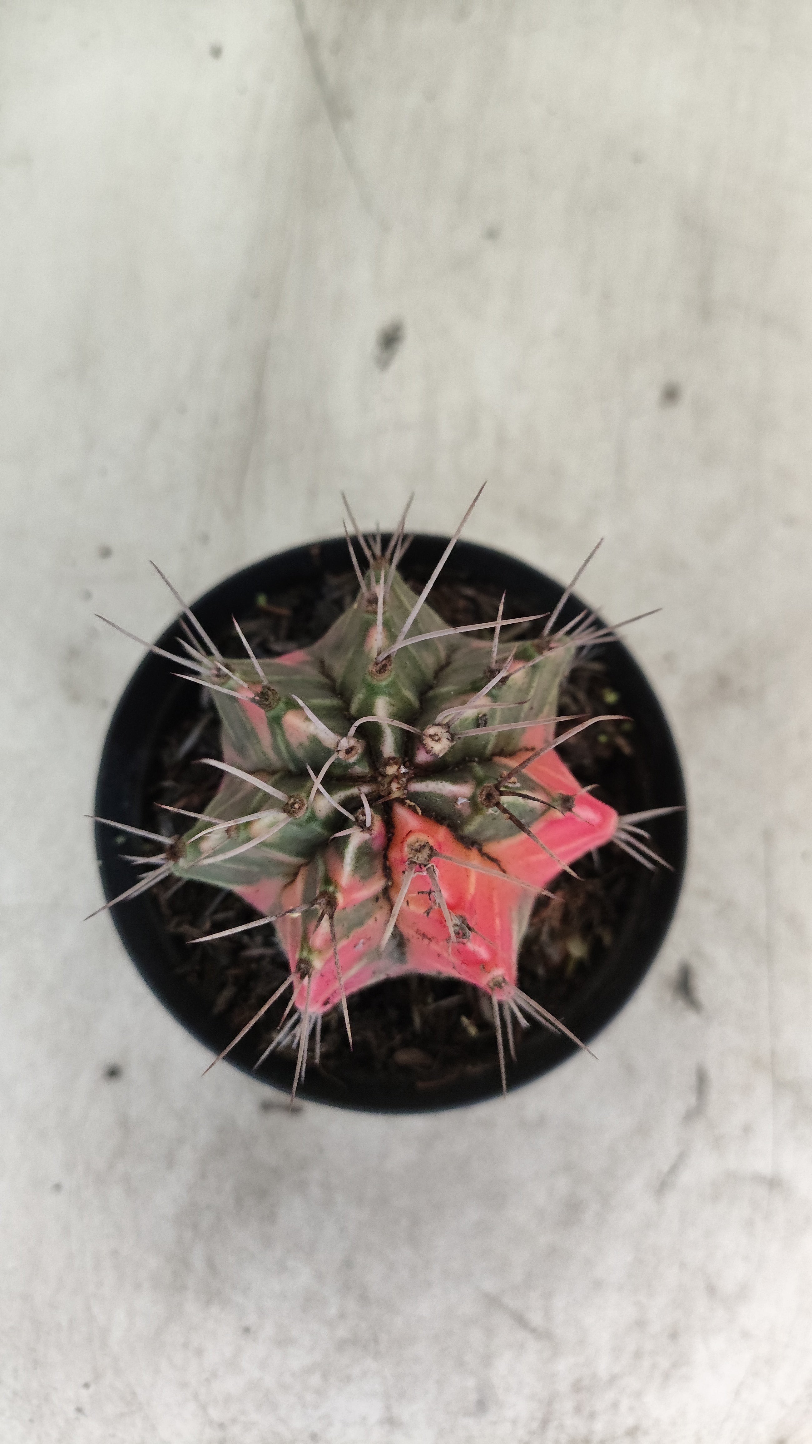 GYMNOCALYCIUM Mihanovichii "Variegata" Nº 708 – vaso 09