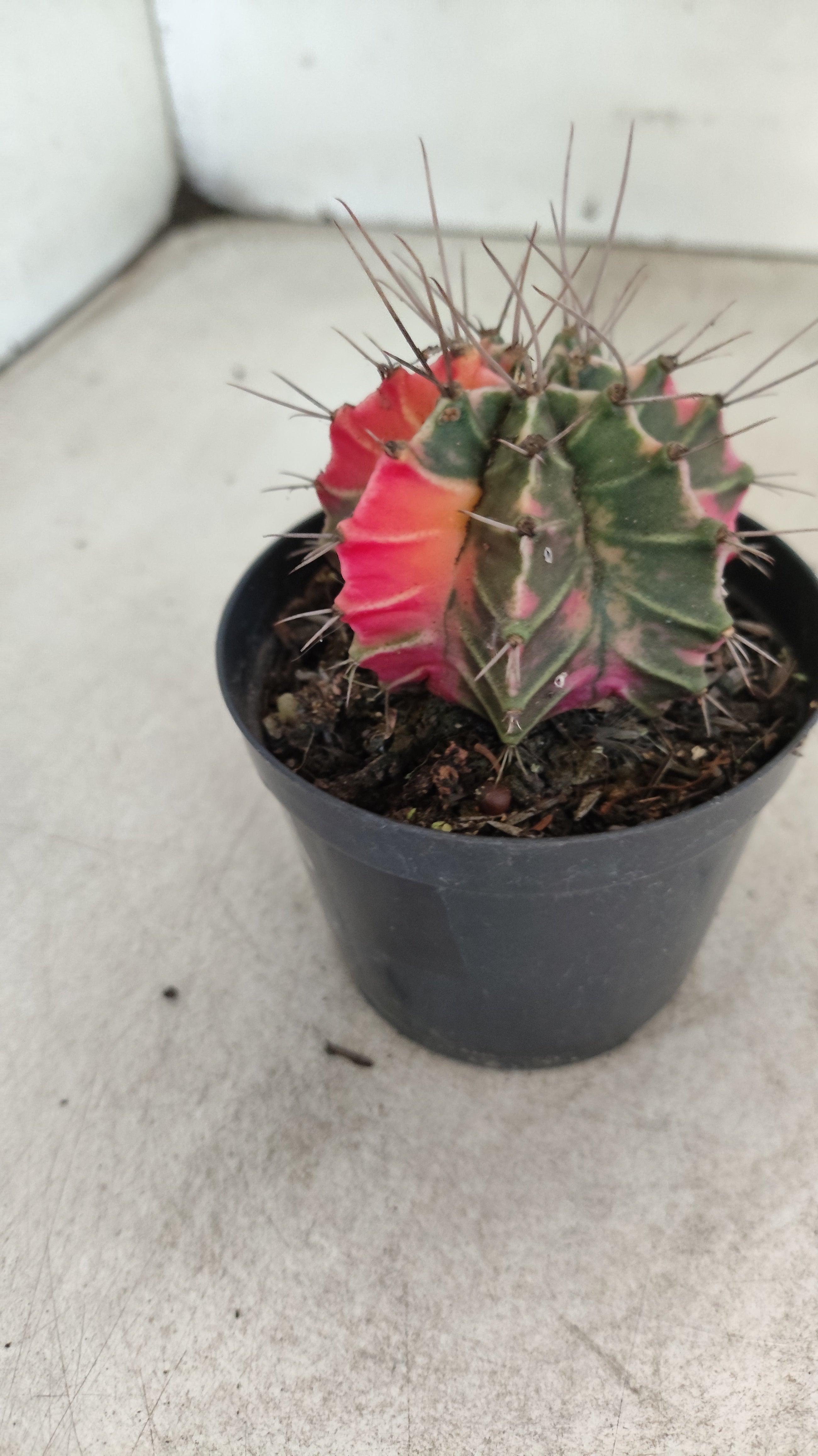 GYMNOCALYCIUM Mihanovichii "Variegata" Nº 708 – vaso 09