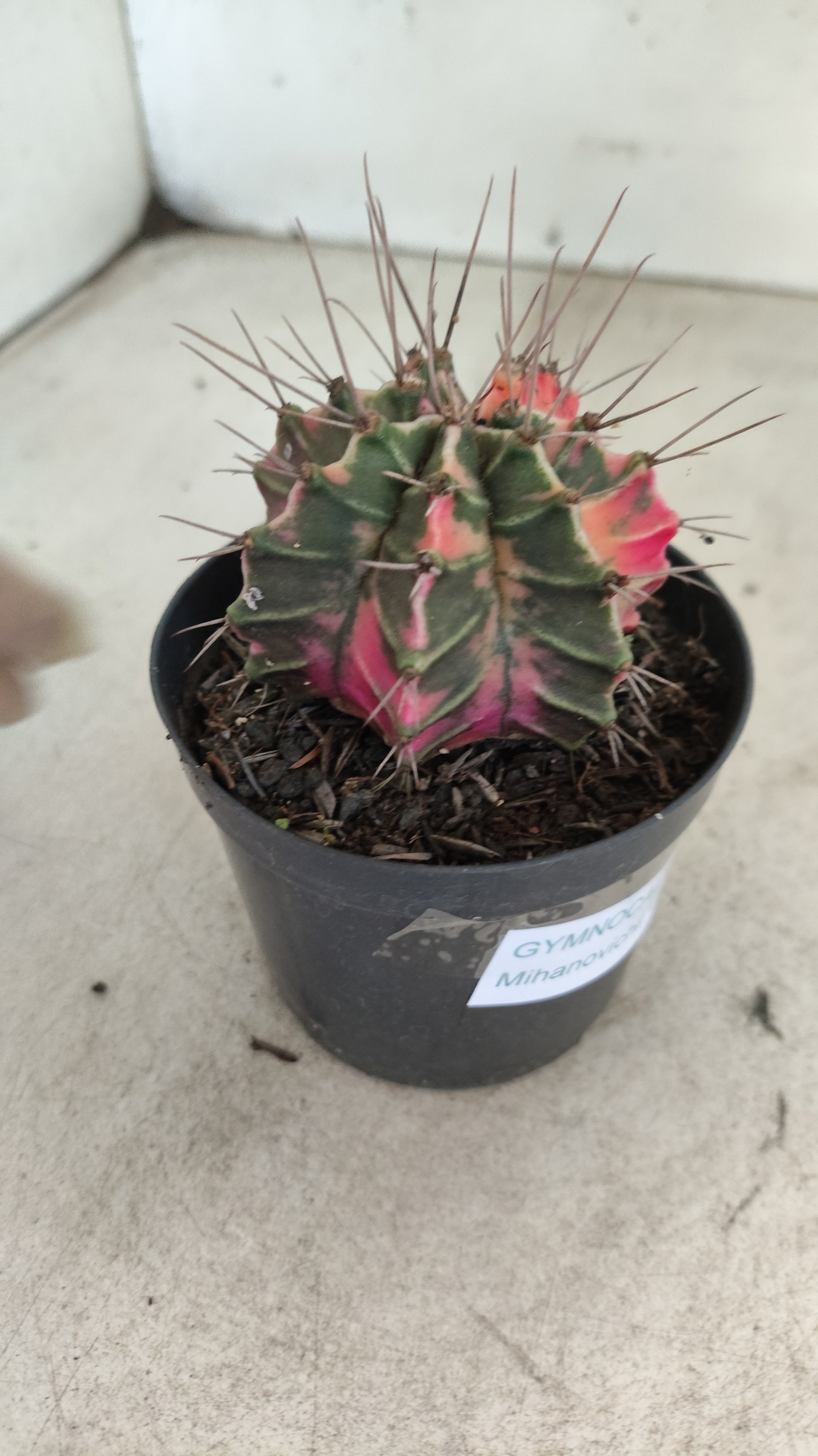 GYMNOCALYCIUM Mihanovichii "Variegata" Nº 708 – vaso 09