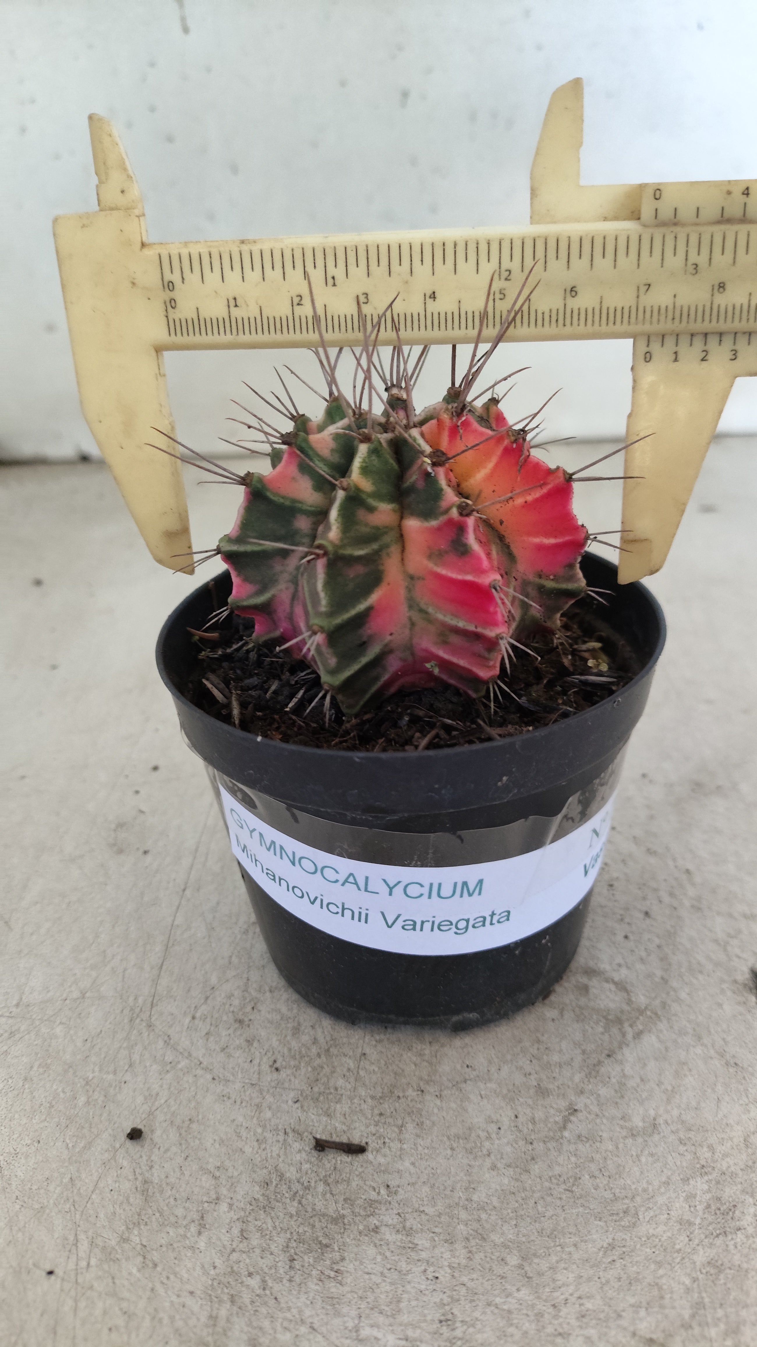 GYMNOCALYCIUM Mihanovichii "Variegata" Nº 708 – vaso 09