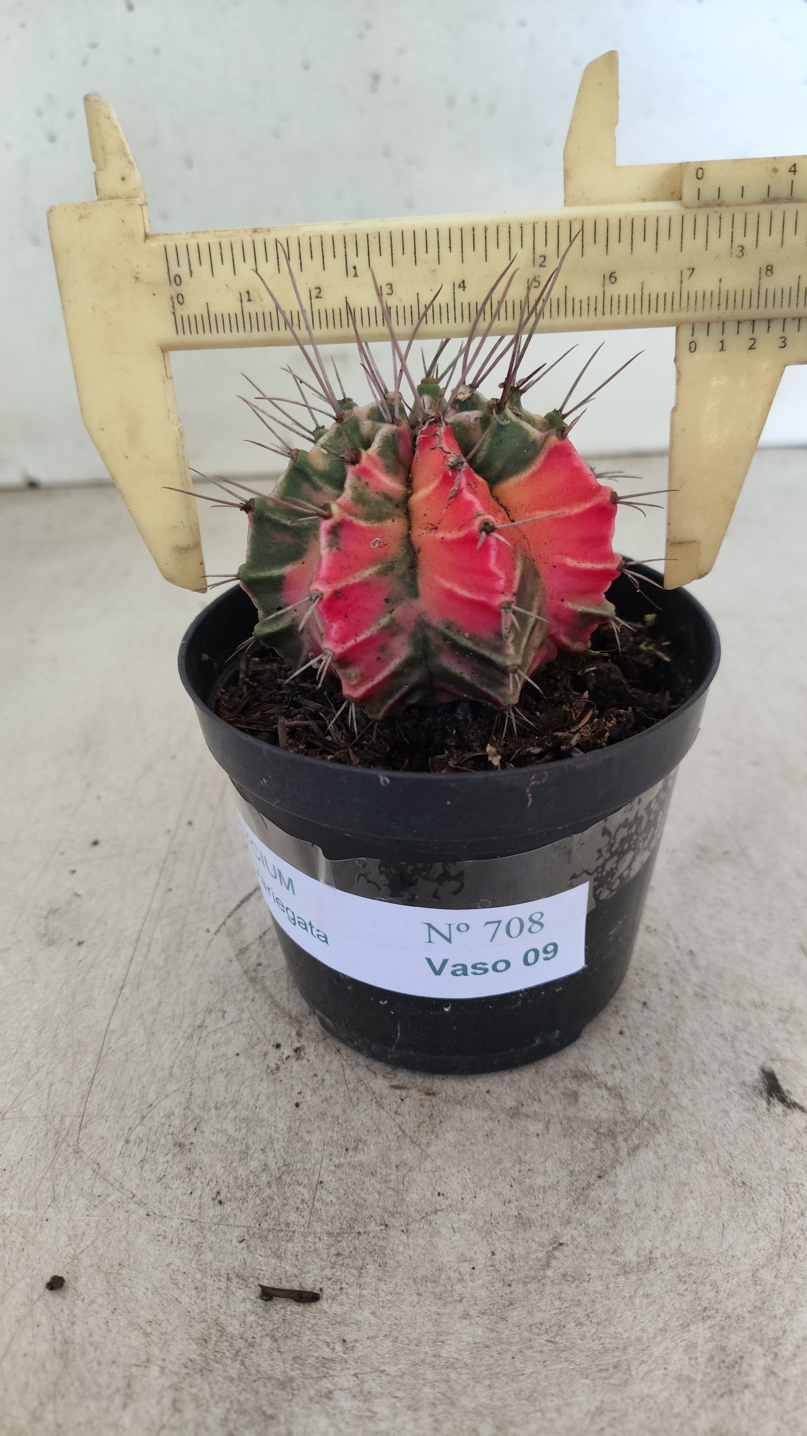 GYMNOCALYCIUM Mihanovichii "Variegata" Nº 708 – vaso 09