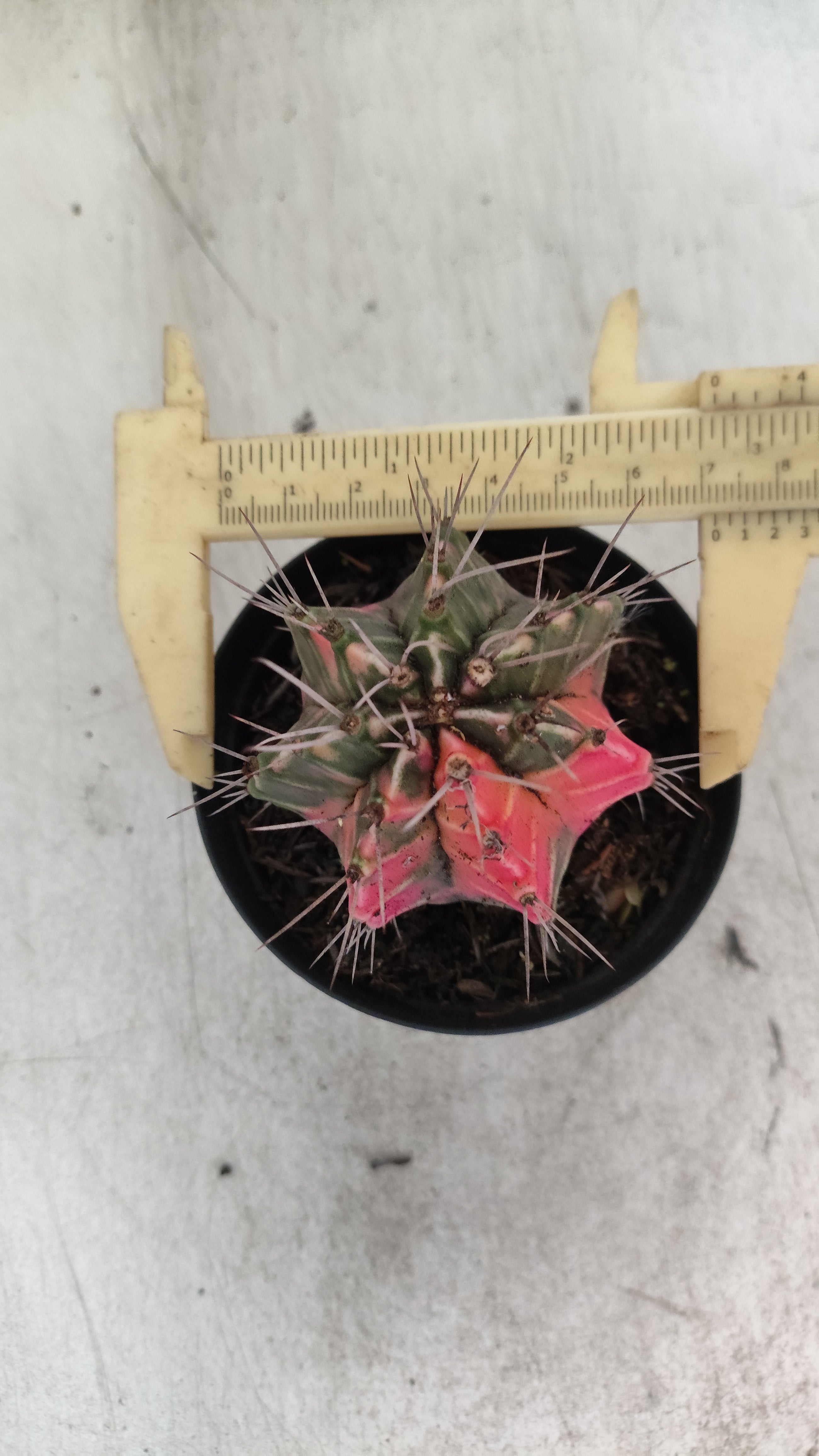 GYMNOCALYCIUM Mihanovichii "Variegata" Nº 708 – vaso 09