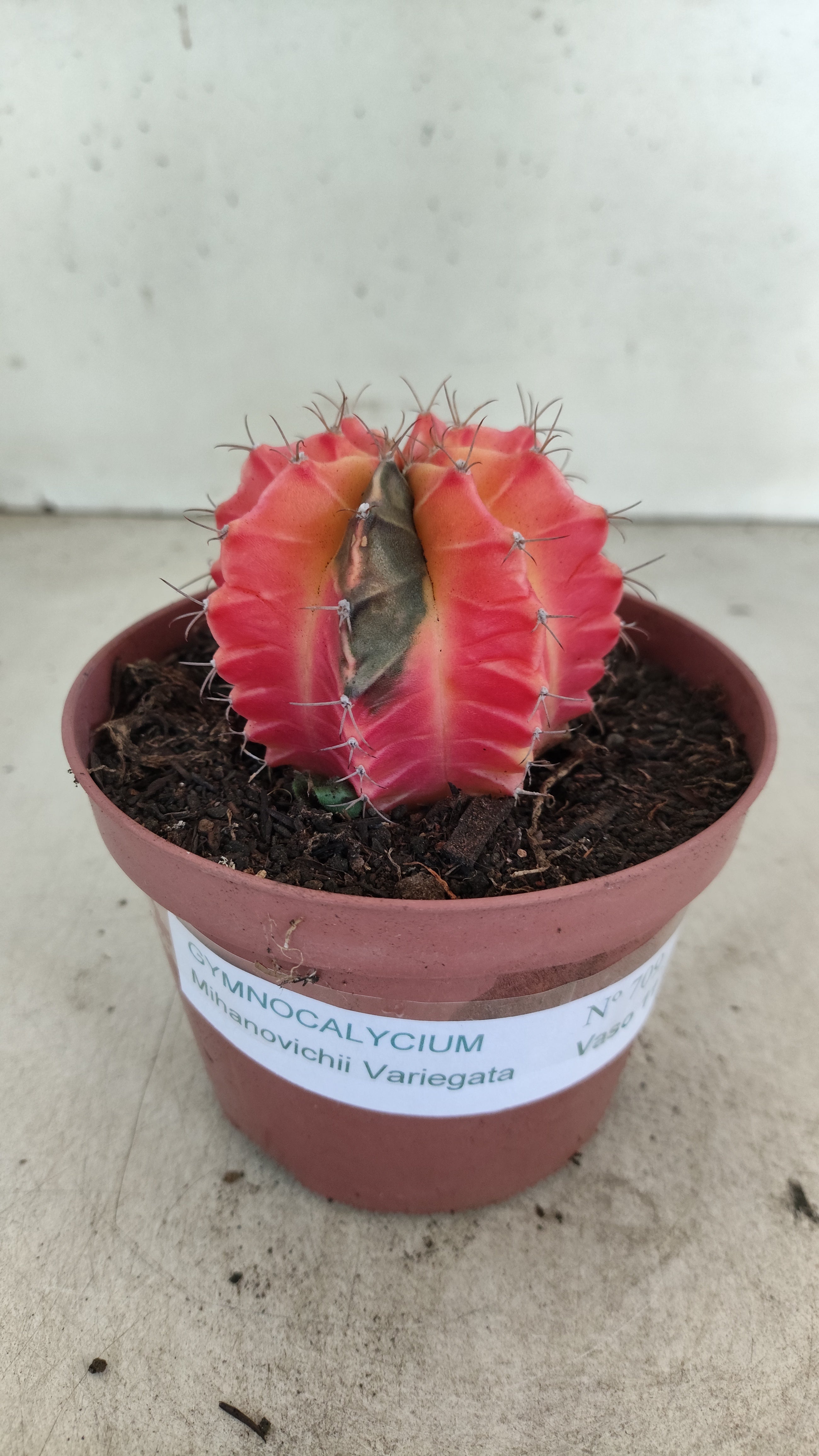 GYMNOCALYCIUM Mihanovichii "Variegata" Nº 709 – vaso 11