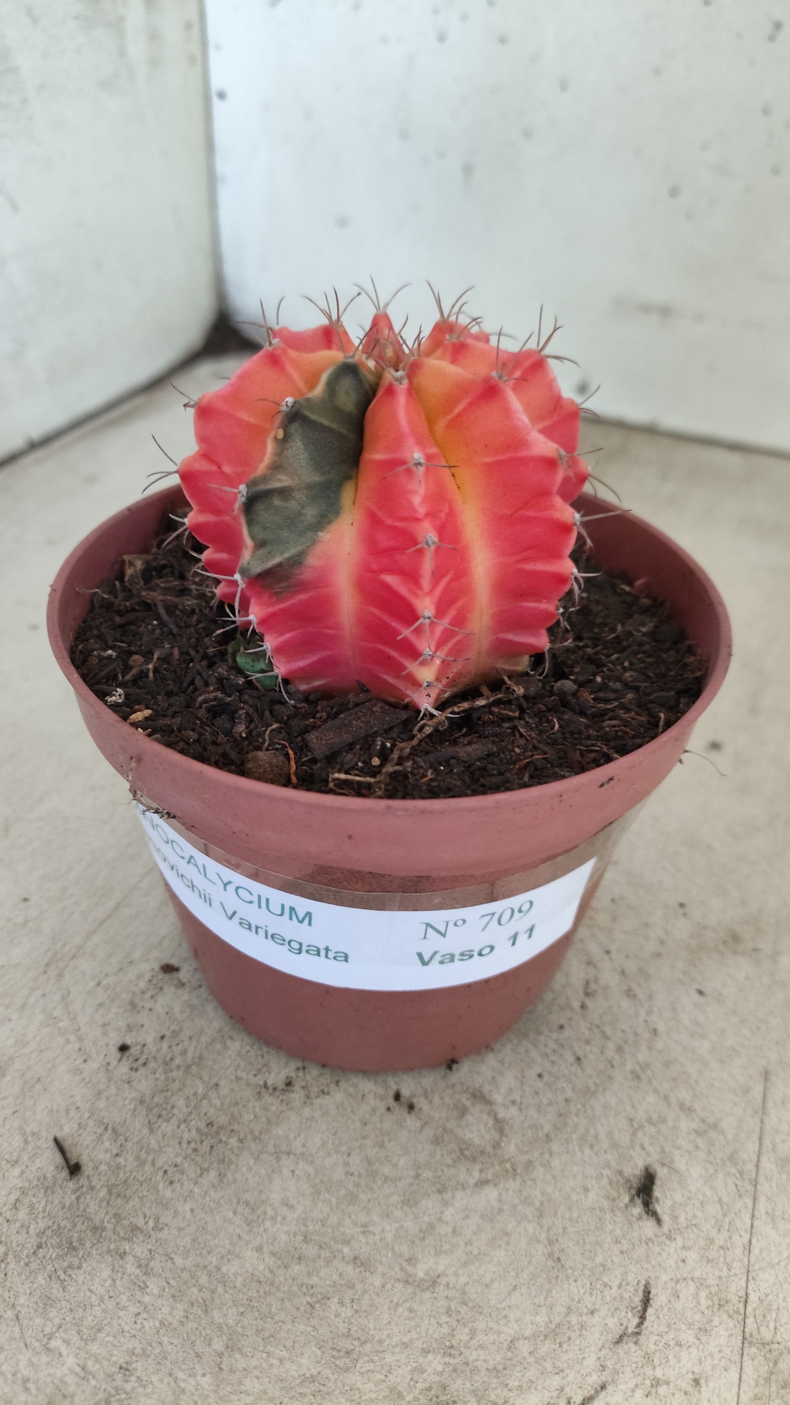 GYMNOCALYCIUM Mihanovichii "Variegata" Nº 709 – vaso 11