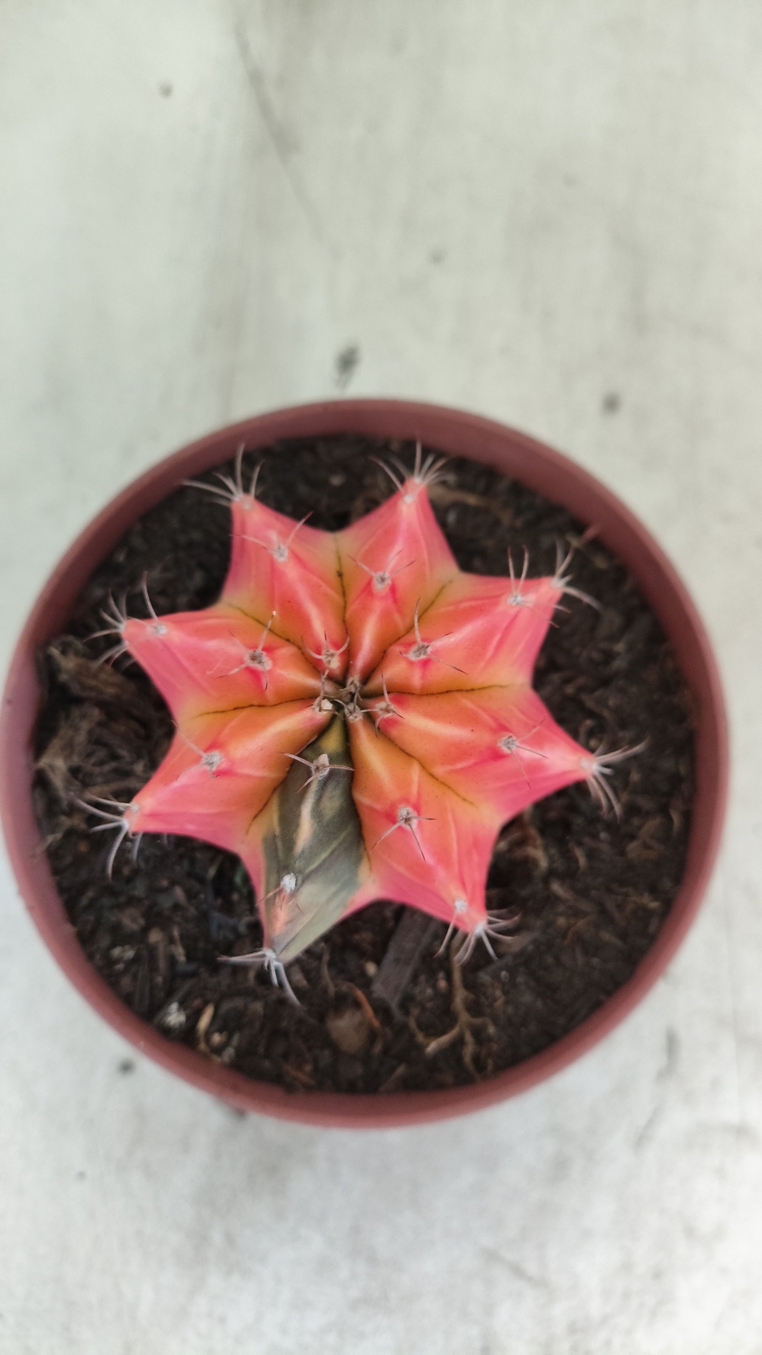 GYMNOCALYCIUM Mihanovichii "Variegata" Nº 709 – vaso 11