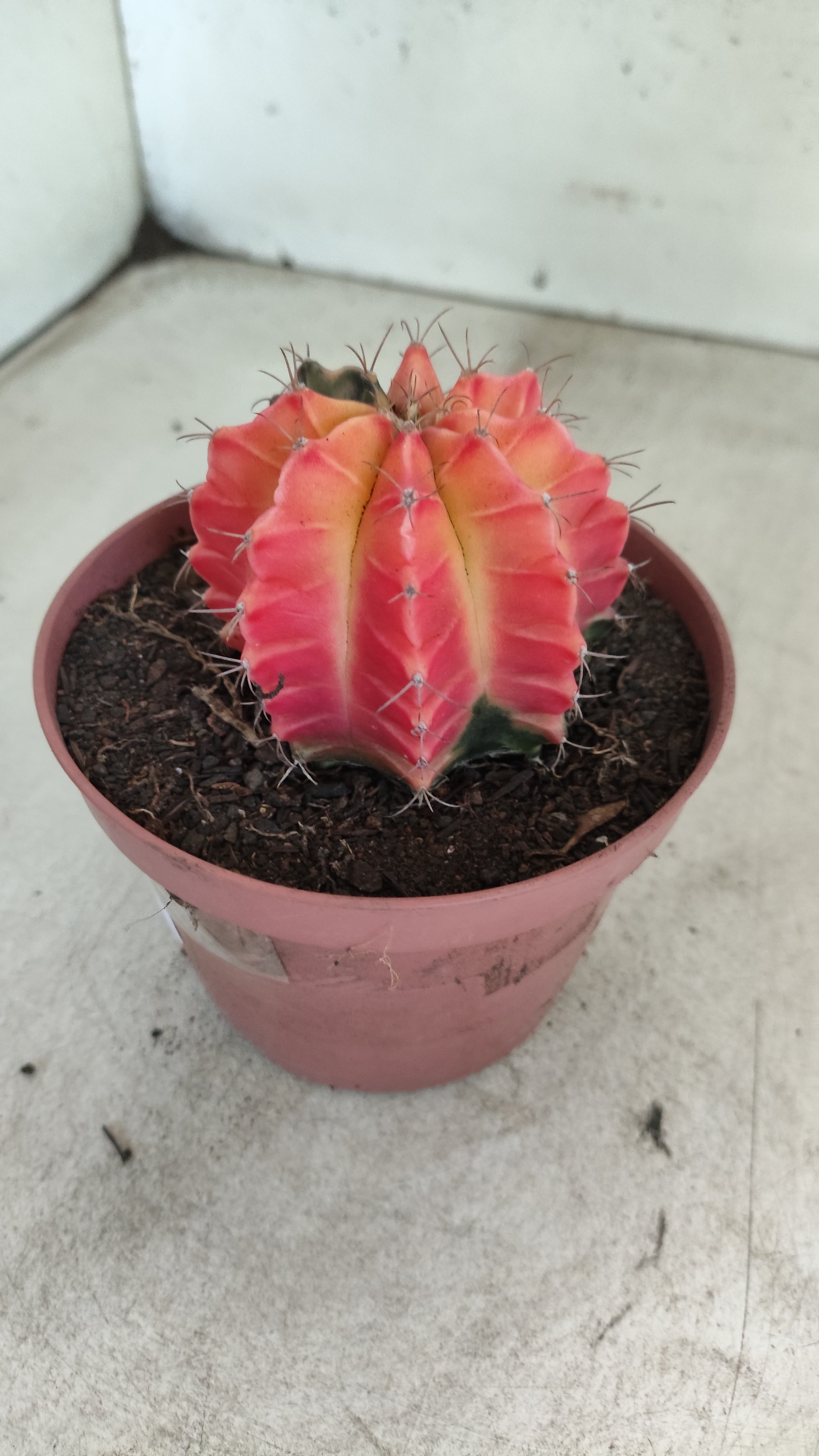 GYMNOCALYCIUM Mihanovichii "Variegata" Nº 709 – vaso 11
