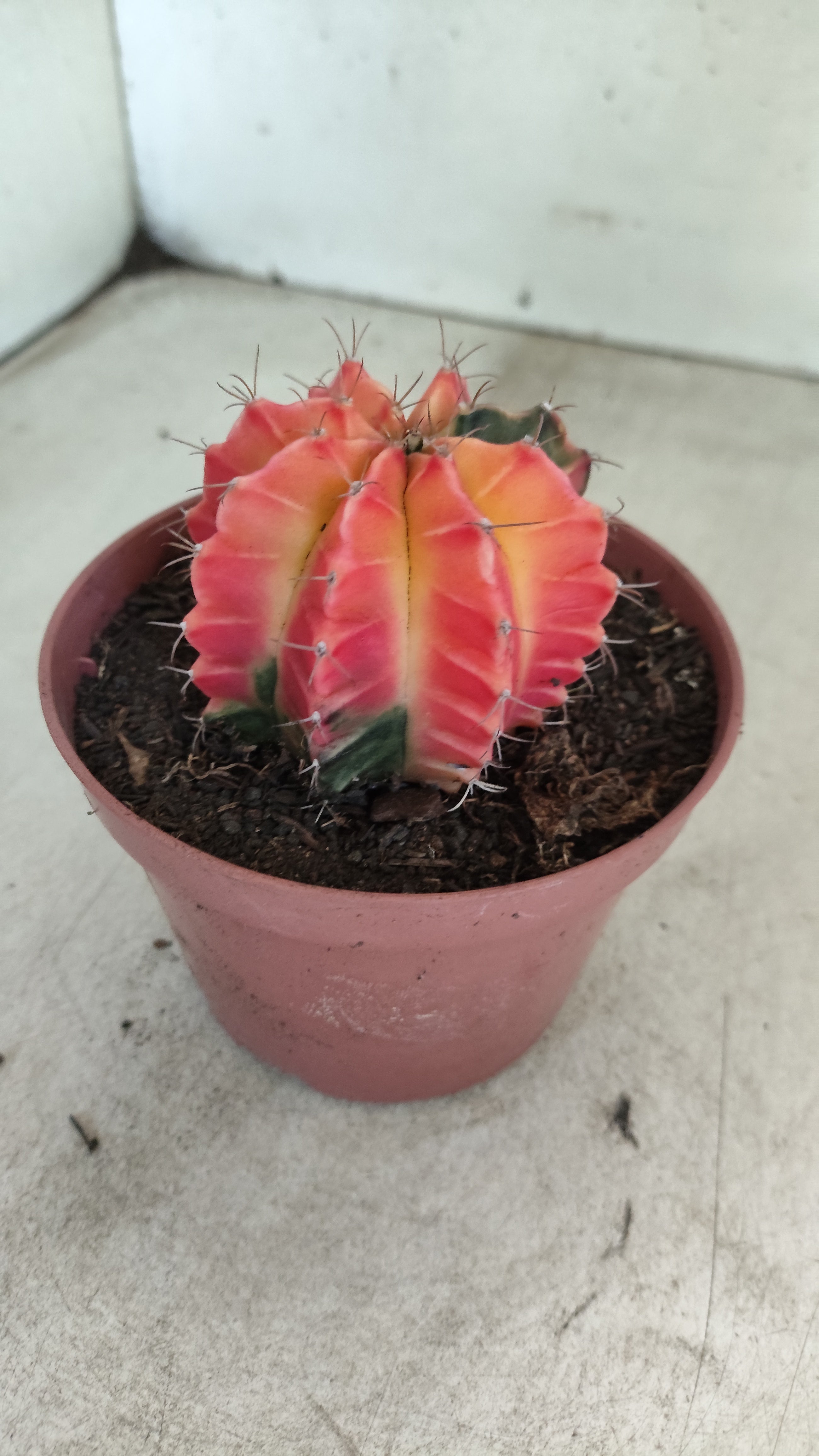 GYMNOCALYCIUM Mihanovichii "Variegata" Nº 709 – vaso 11