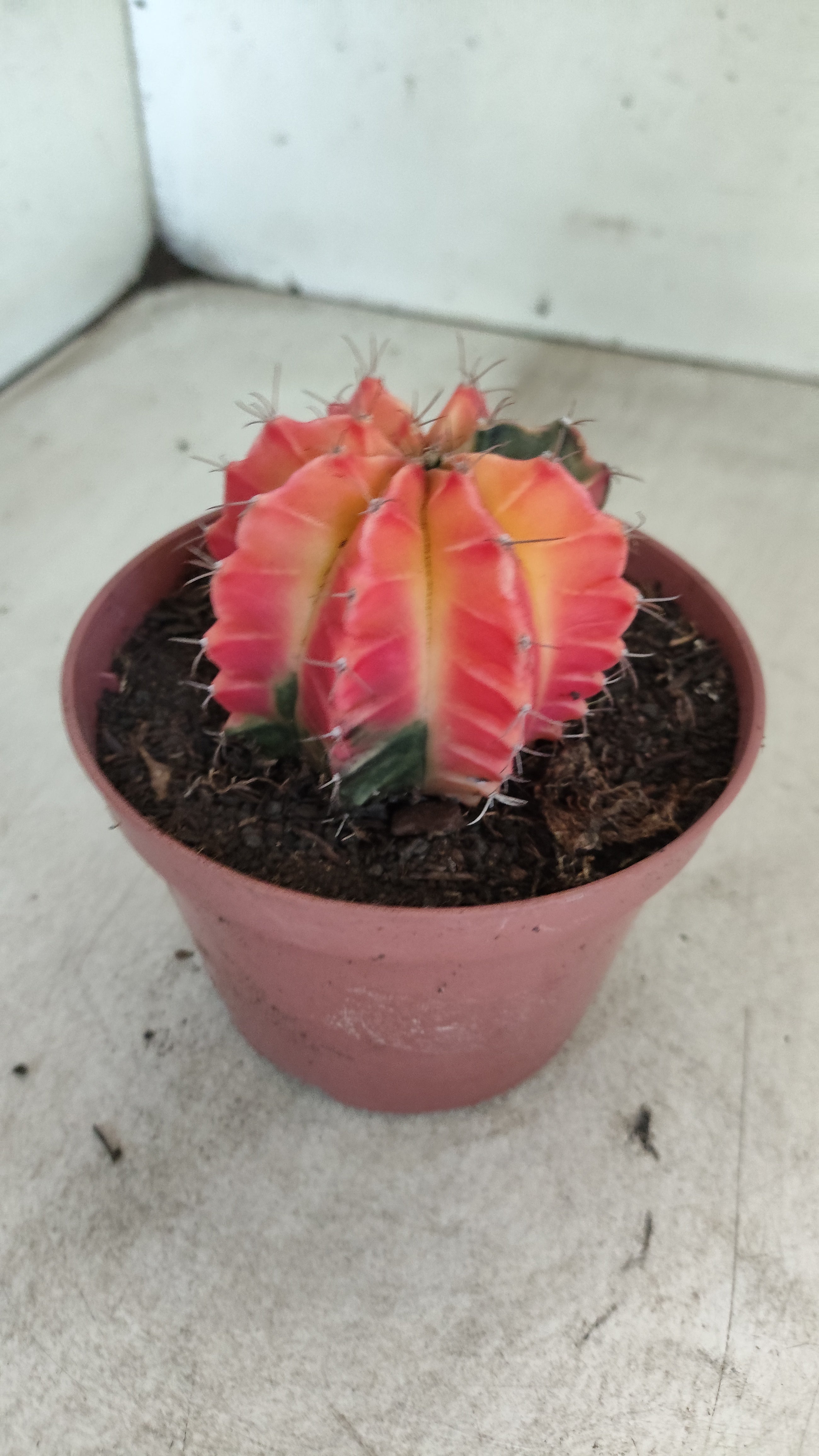 GYMNOCALYCIUM Mihanovichii "Variegata" Nº 709 – vaso 11