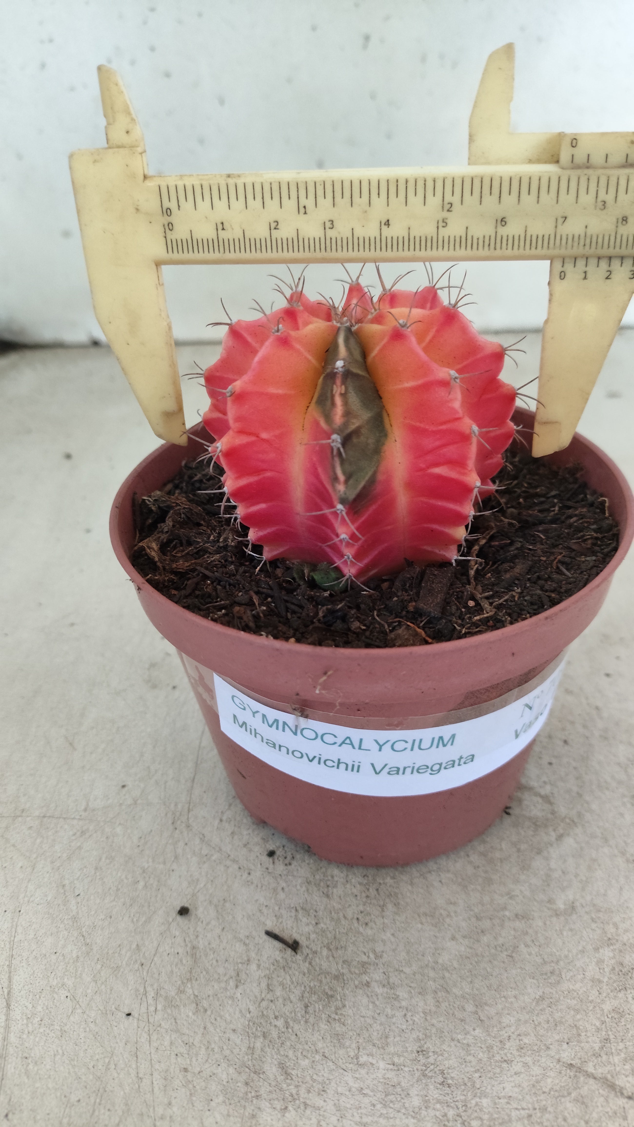 GYMNOCALYCIUM Mihanovichii "Variegata" Nº 709 – vaso 11