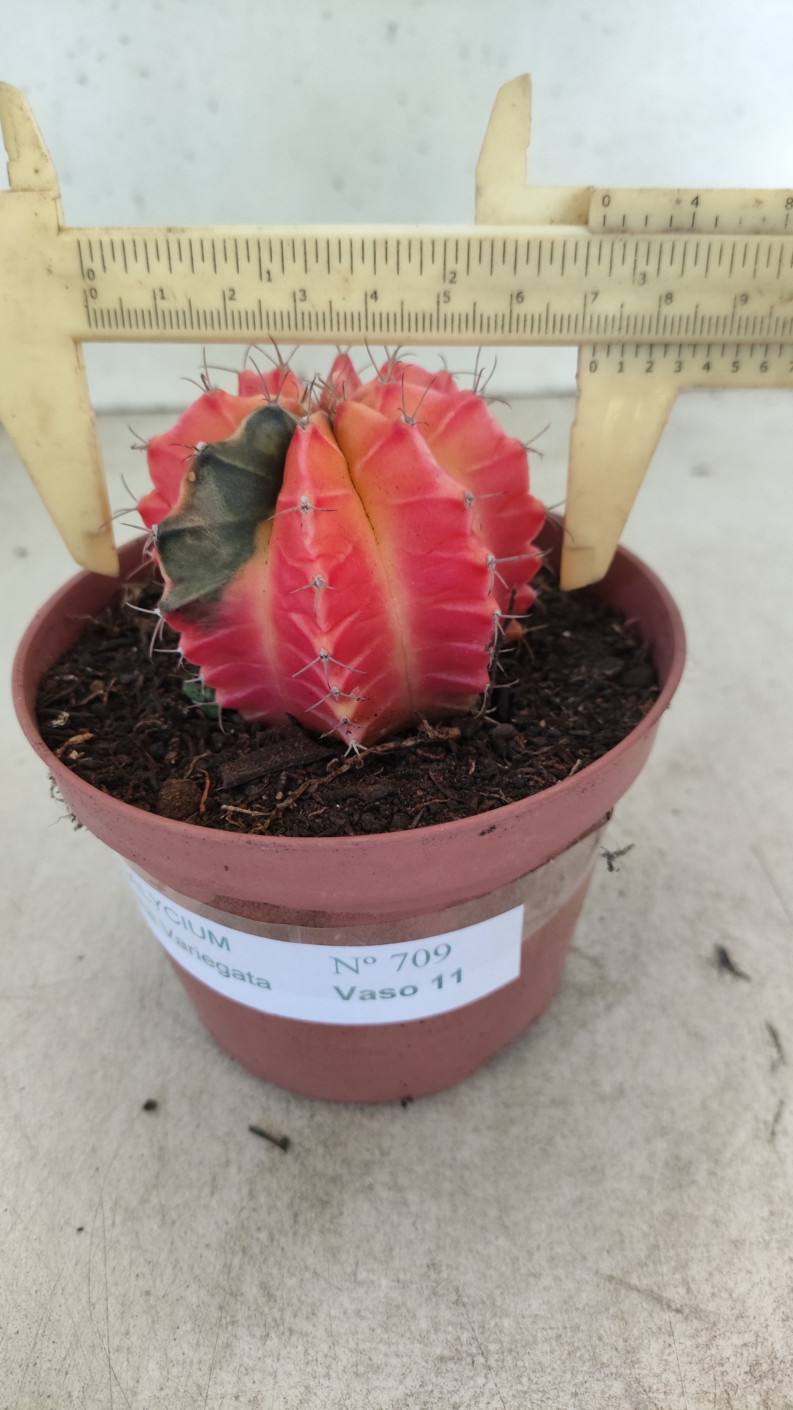GYMNOCALYCIUM Mihanovichii "Variegata" Nº 709 – vaso 11