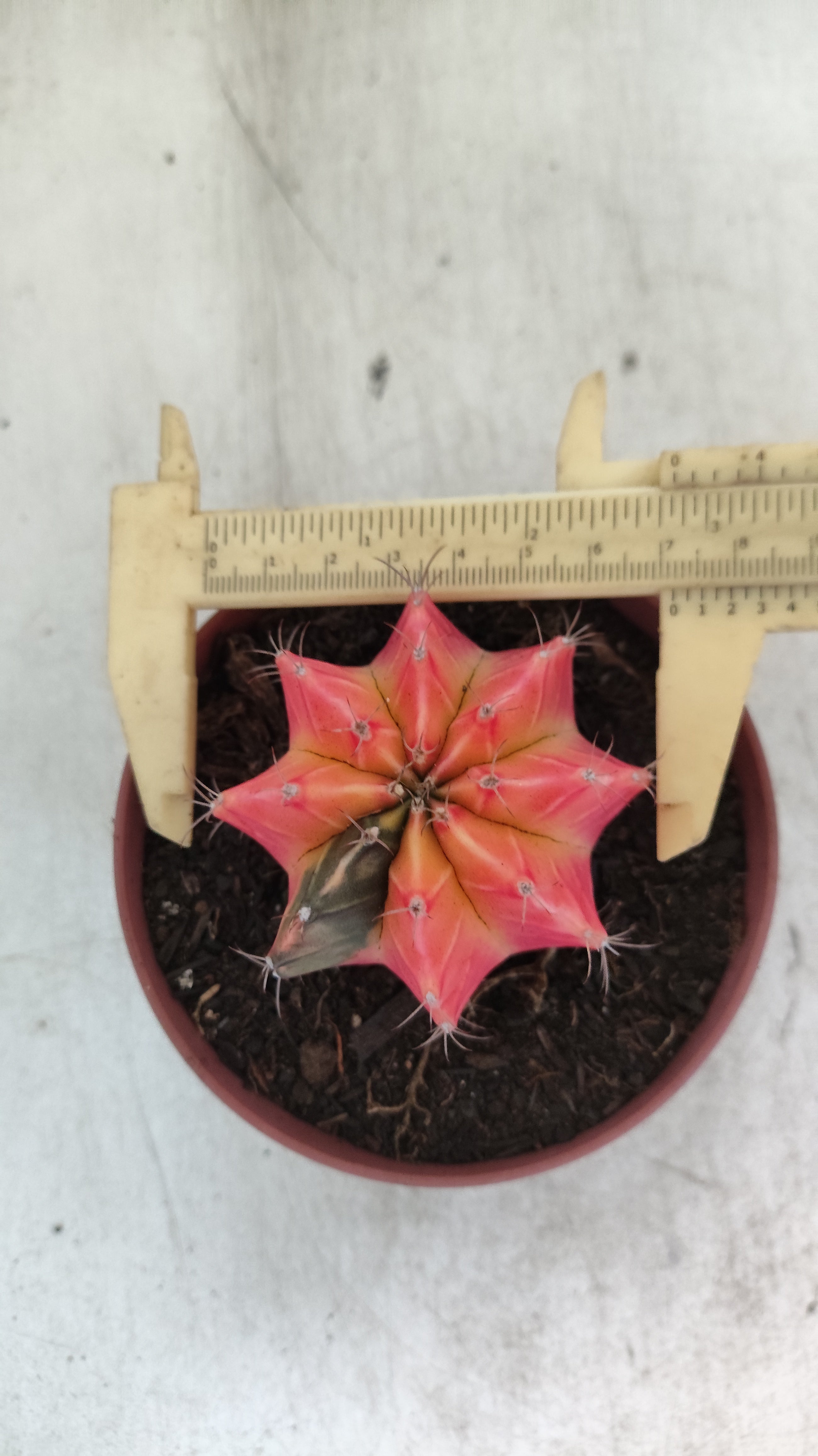GYMNOCALYCIUM Mihanovichii "Variegata" Nº 709 – vaso 11