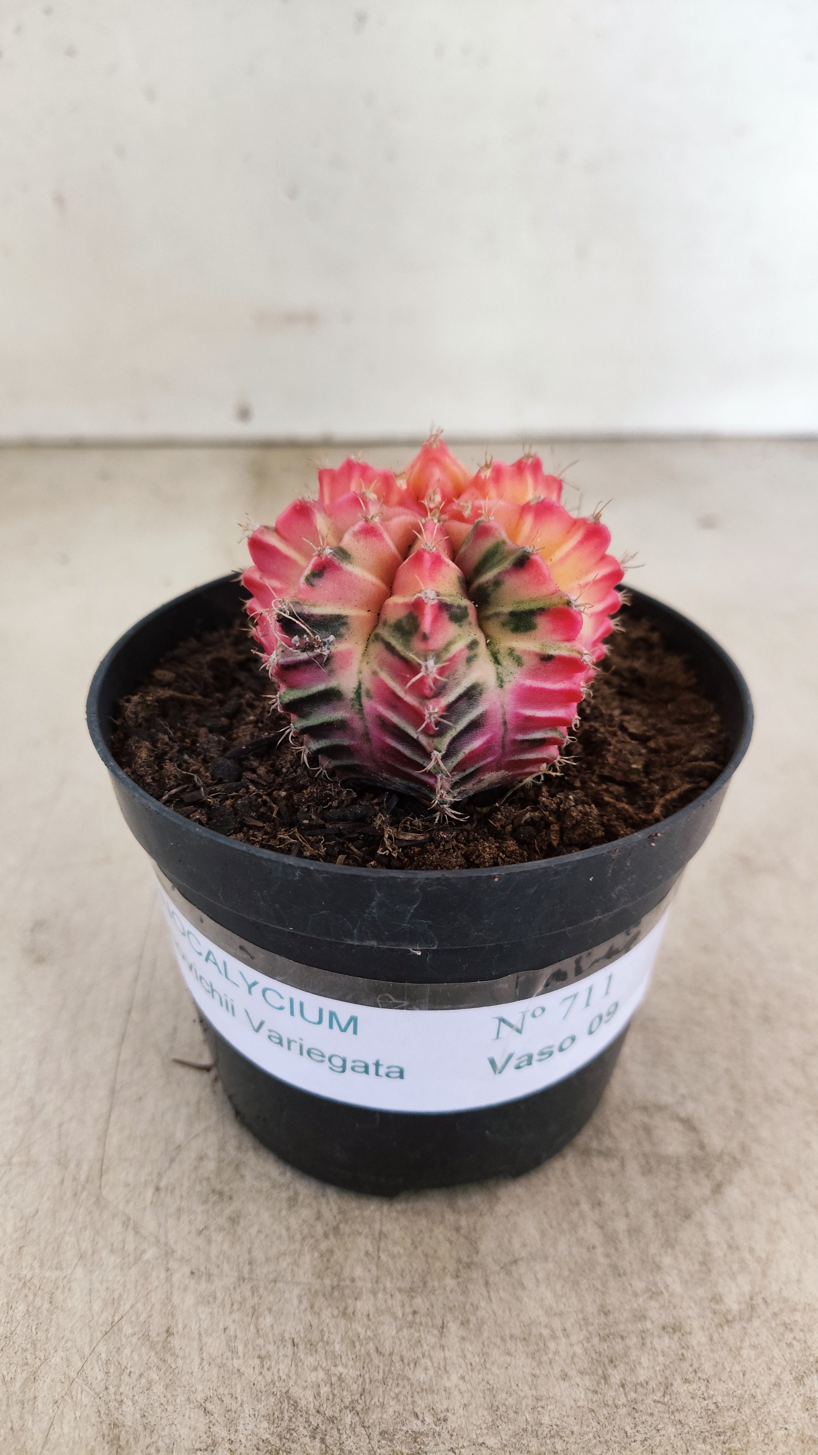GYMNOCALYCIUM Mihanovichii "Variegata" Nº 711 – vaso 09