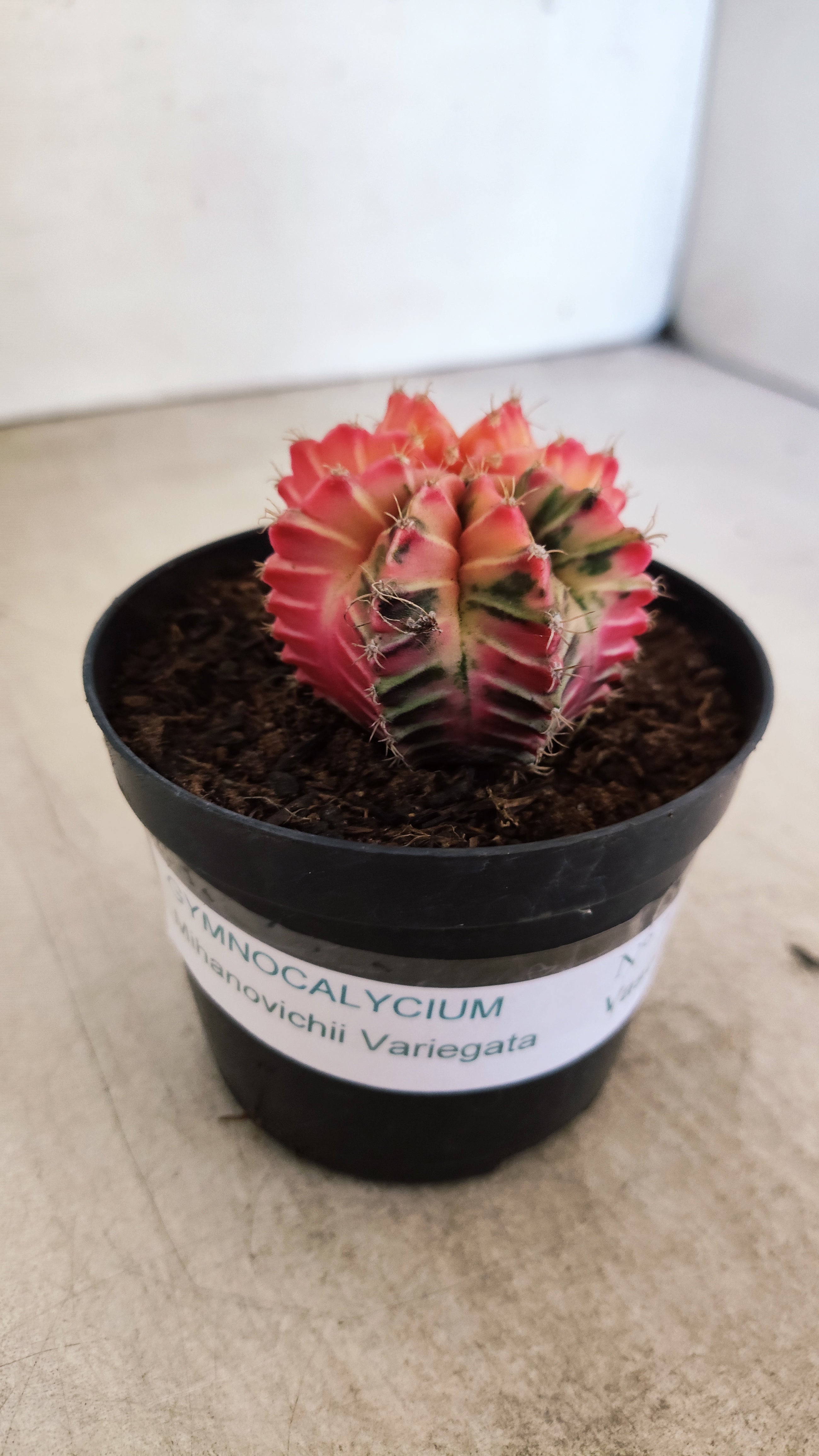 GYMNOCALYCIUM Mihanovichii "Variegata" Nº 711 – vaso 09