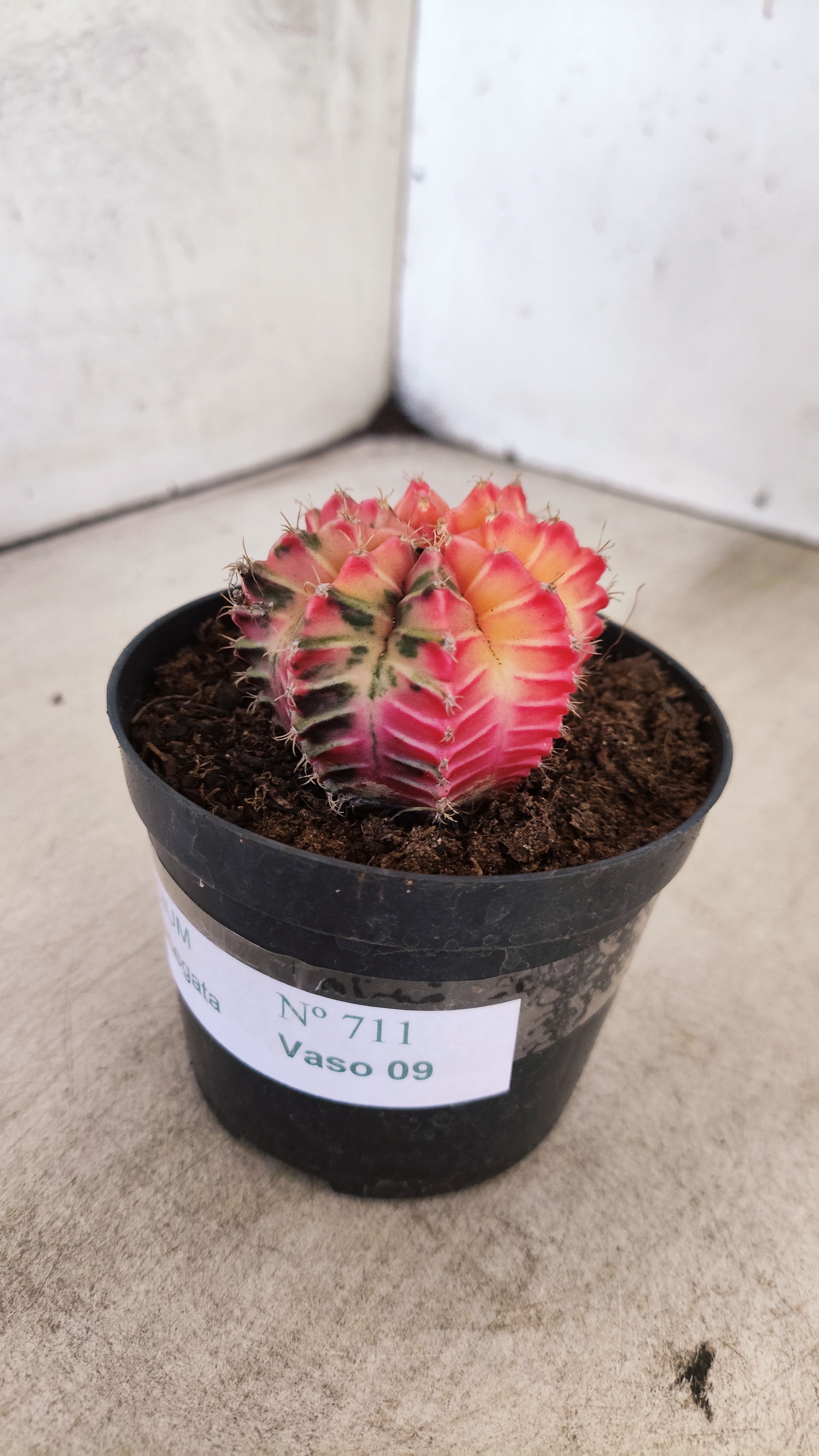 GYMNOCALYCIUM Mihanovichii "Variegata" Nº 711 – vaso 09