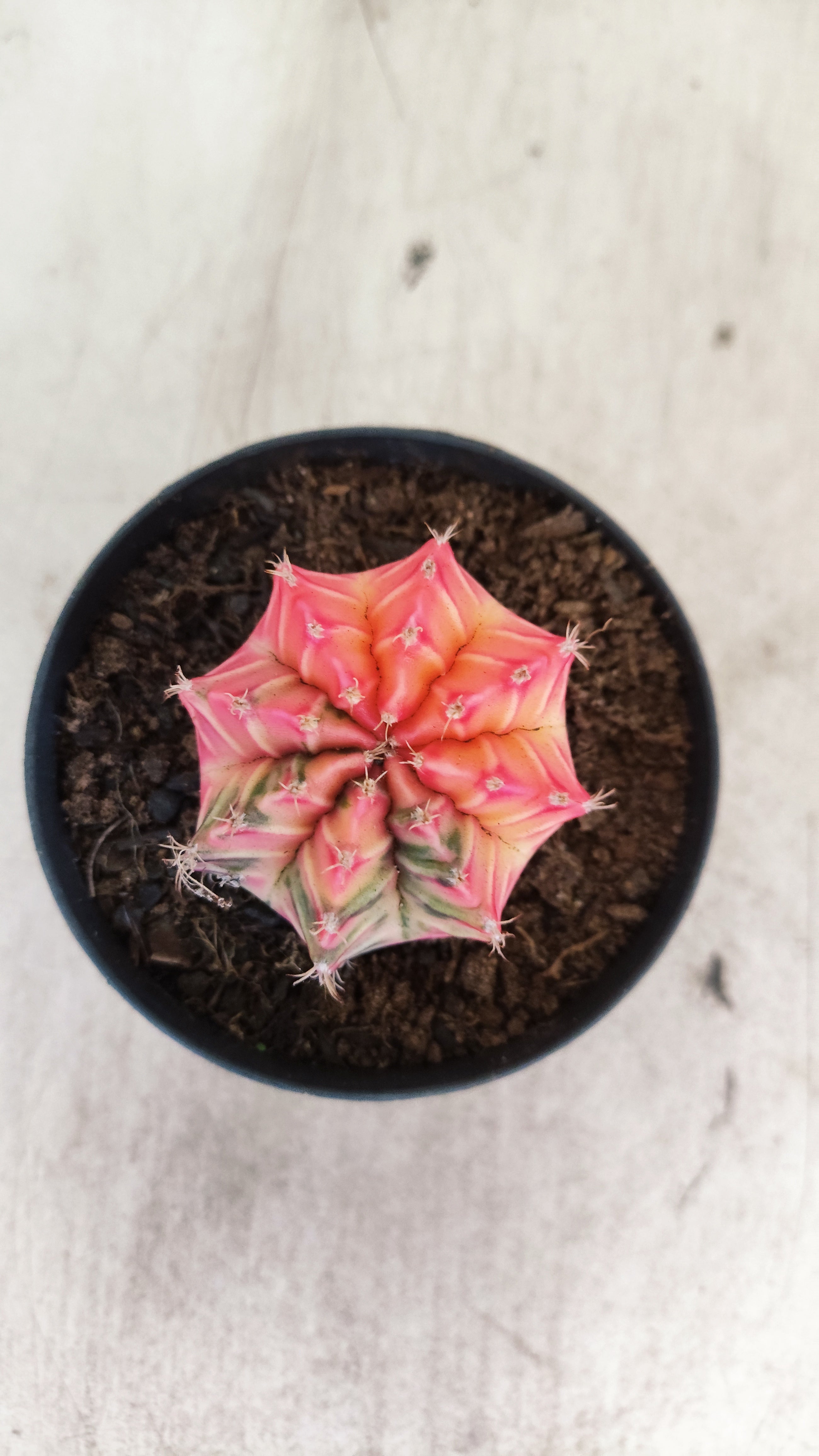 GYMNOCALYCIUM Mihanovichii "Variegata" Nº 711 – vaso 09