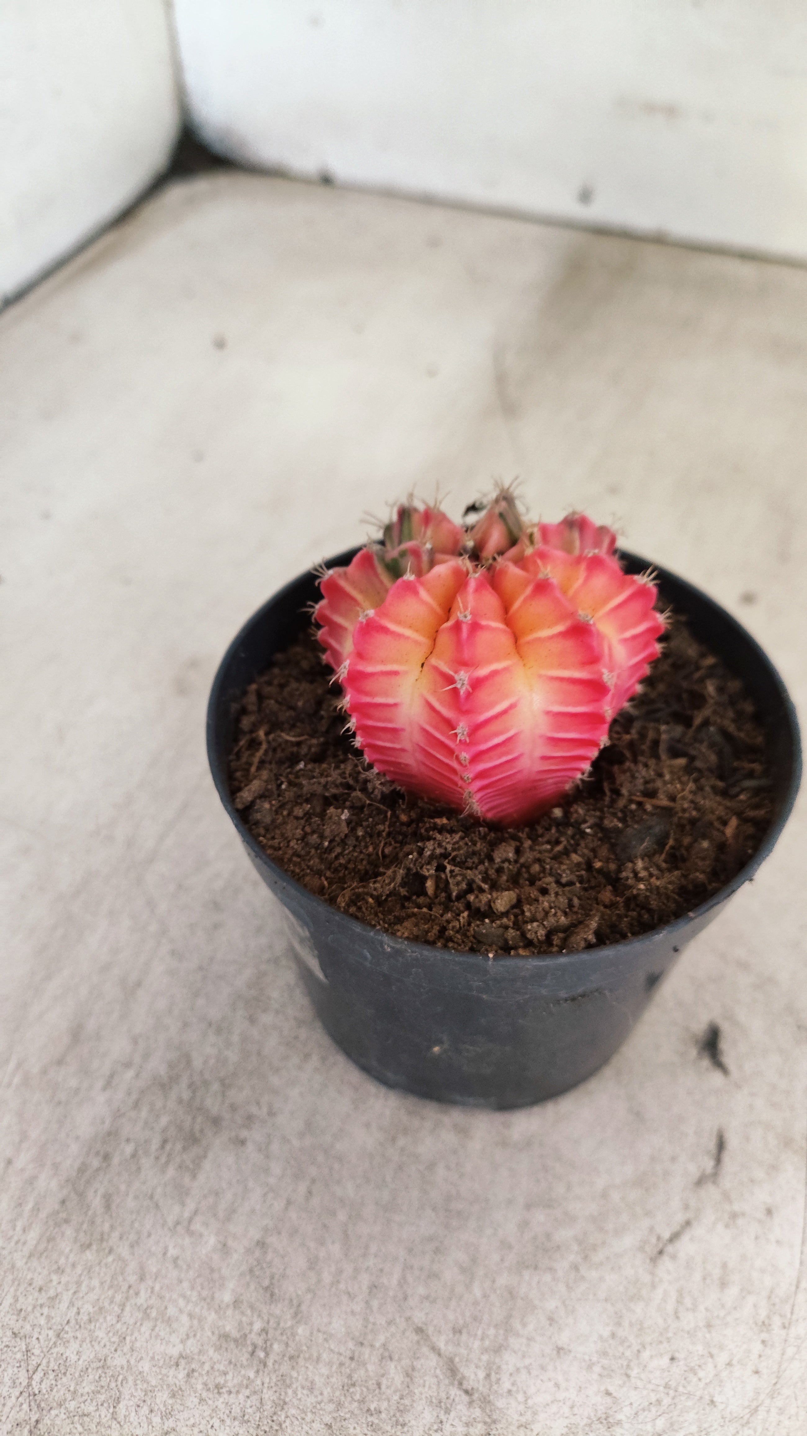 GYMNOCALYCIUM Mihanovichii "Variegata" Nº 711 – vaso 09