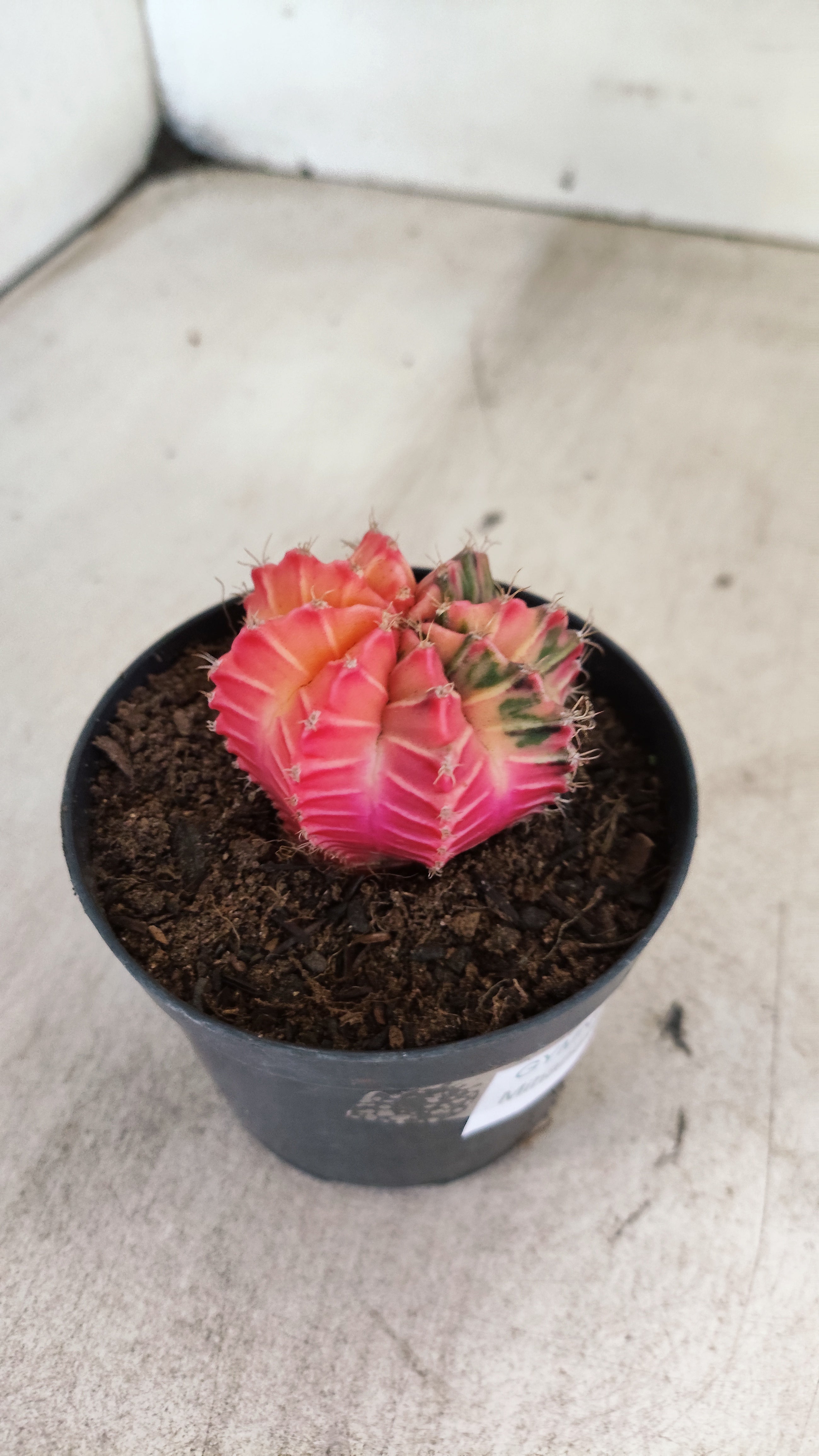 GYMNOCALYCIUM Mihanovichii "Variegata" Nº 711 – vaso 09