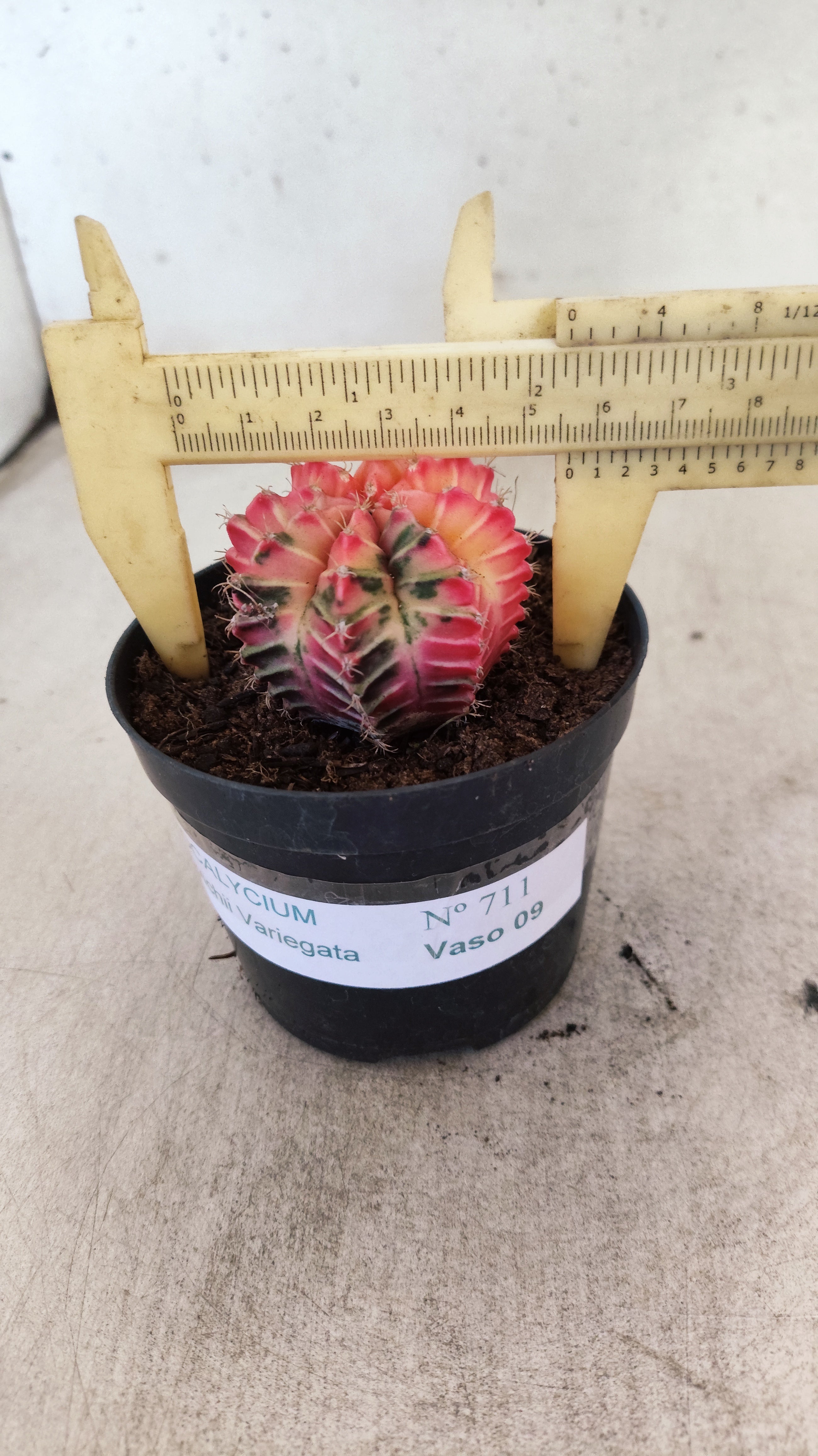 GYMNOCALYCIUM Mihanovichii "Variegata" Nº 711 – vaso 09