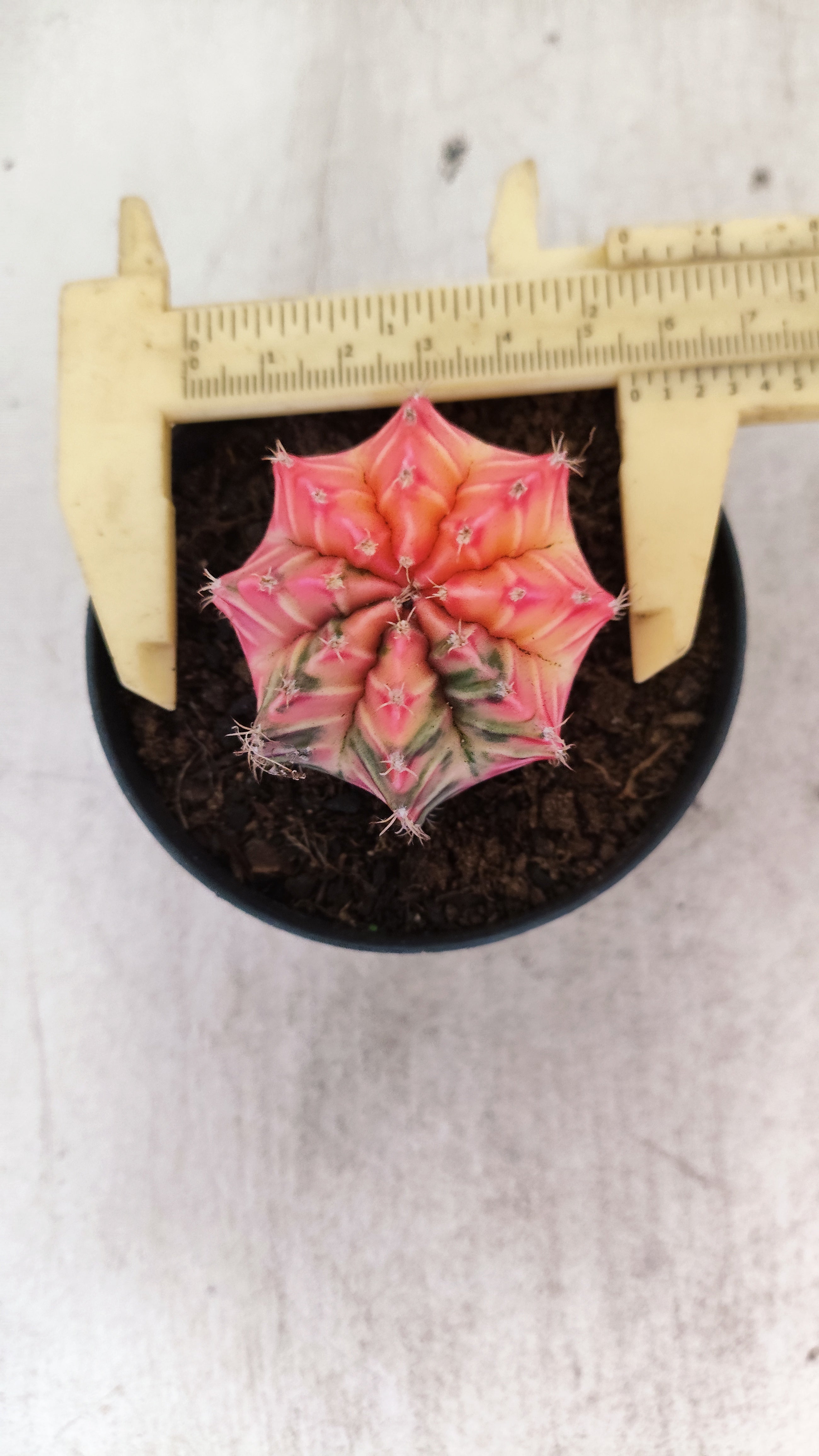 GYMNOCALYCIUM Mihanovichii "Variegata" Nº 711 – vaso 09