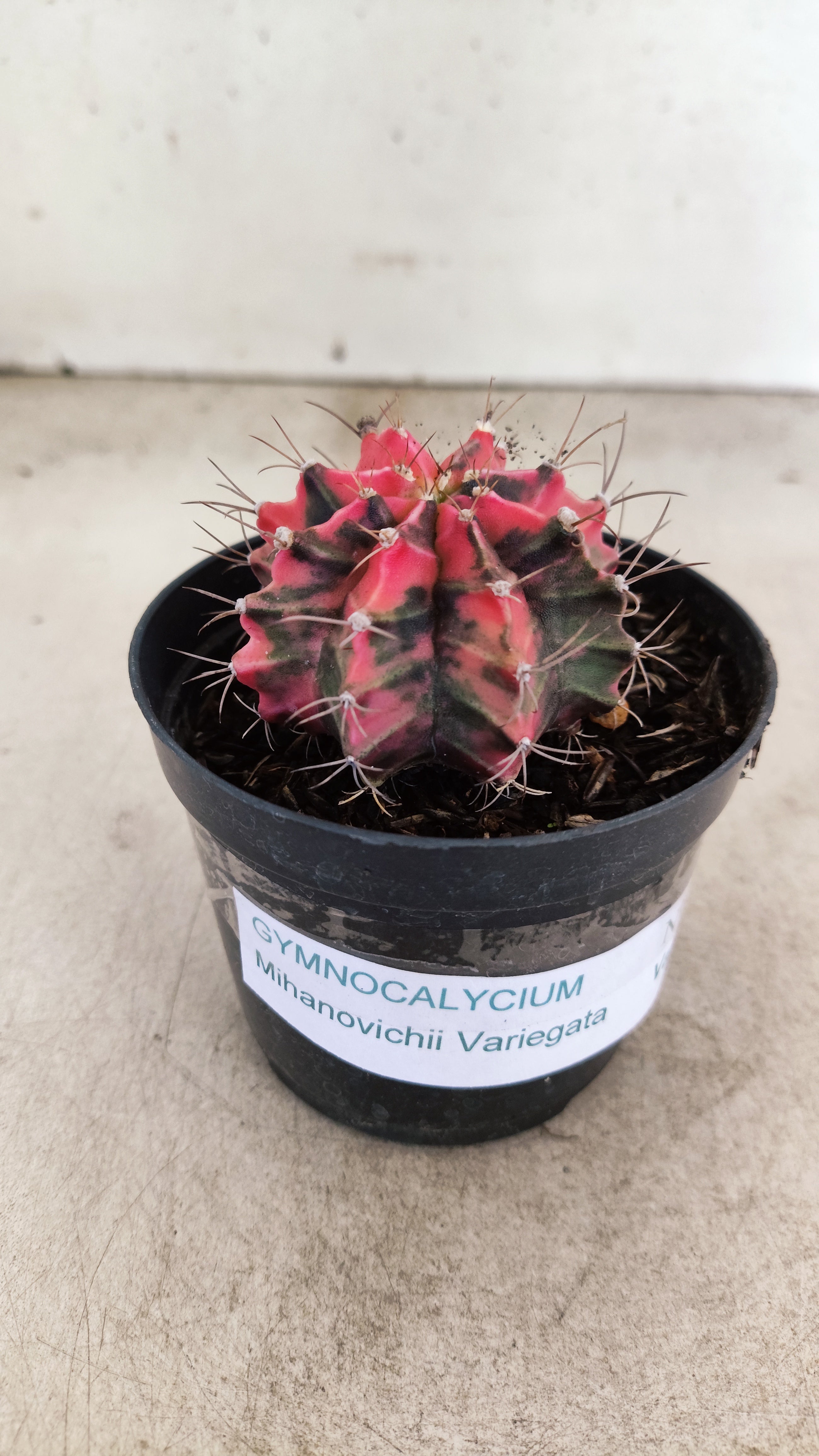 GYMNOCALYCIUM Mihanovichii "Variegata" Nº 713 – vaso 09