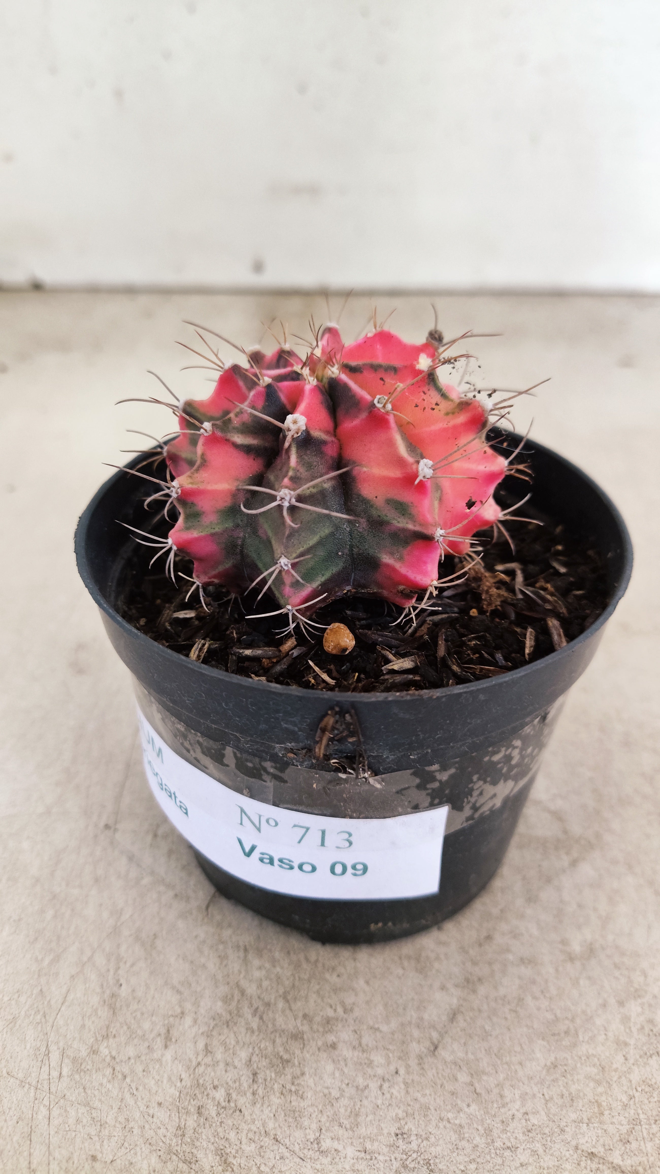 GYMNOCALYCIUM Mihanovichii "Variegata" Nº 713 – vaso 09