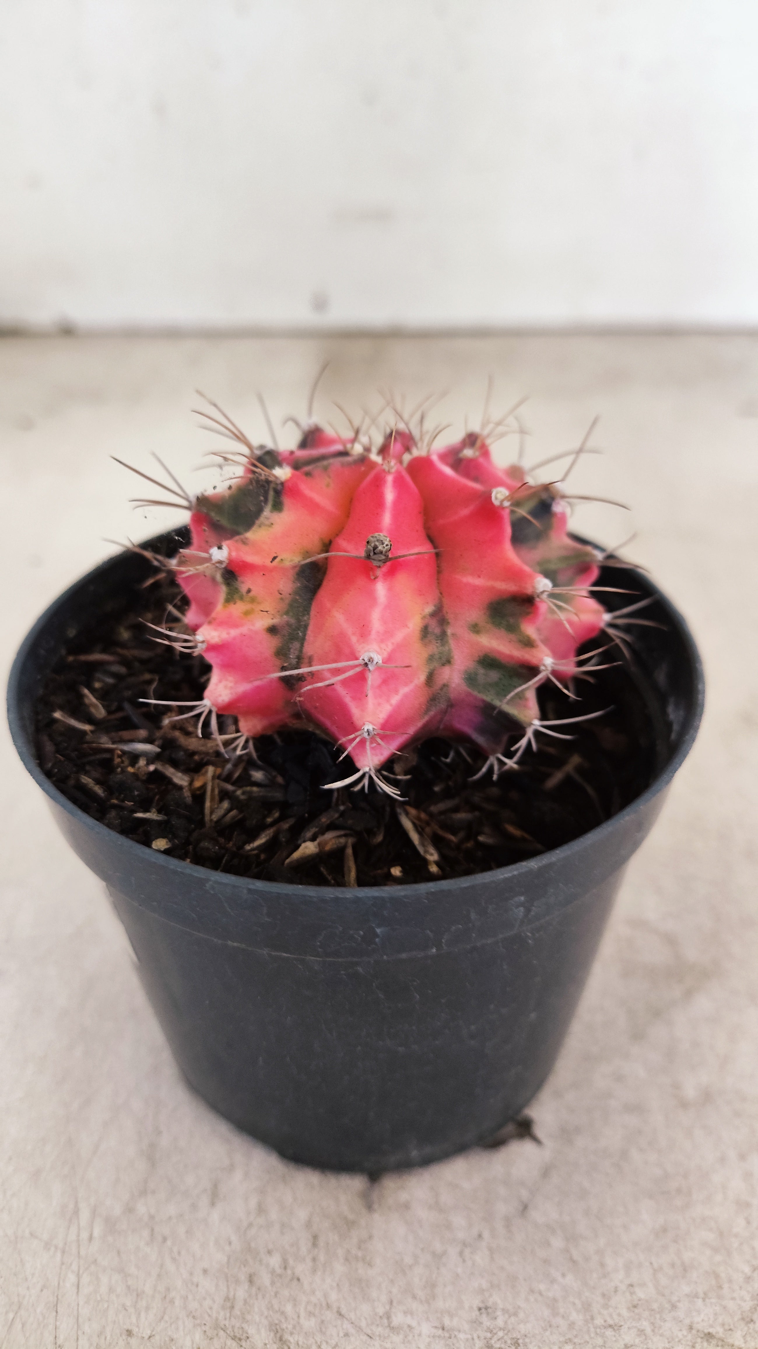 GYMNOCALYCIUM Mihanovichii "Variegata" Nº 713 – vaso 09