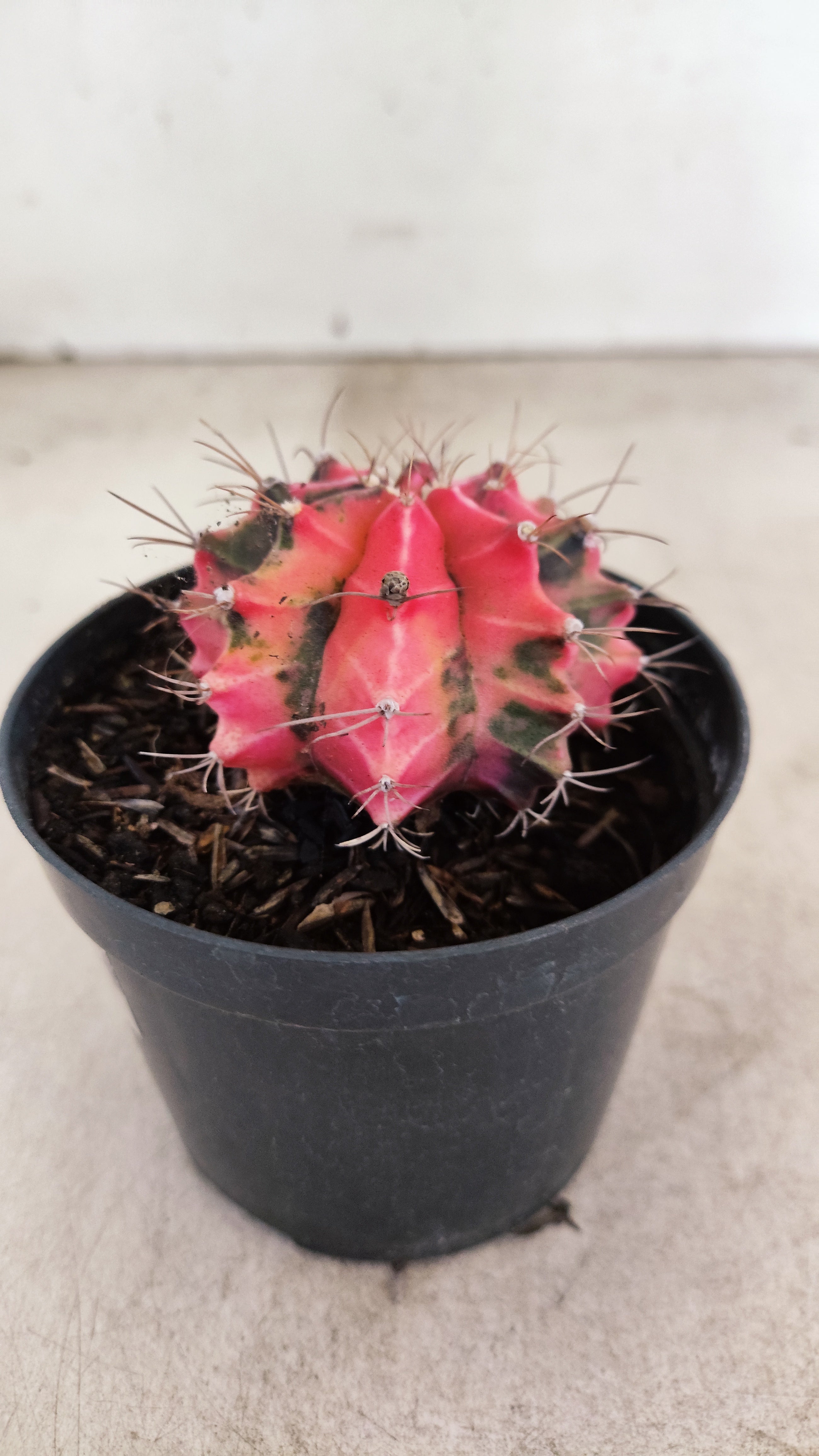 GYMNOCALYCIUM Mihanovichii "Variegata" Nº 713 – vaso 09