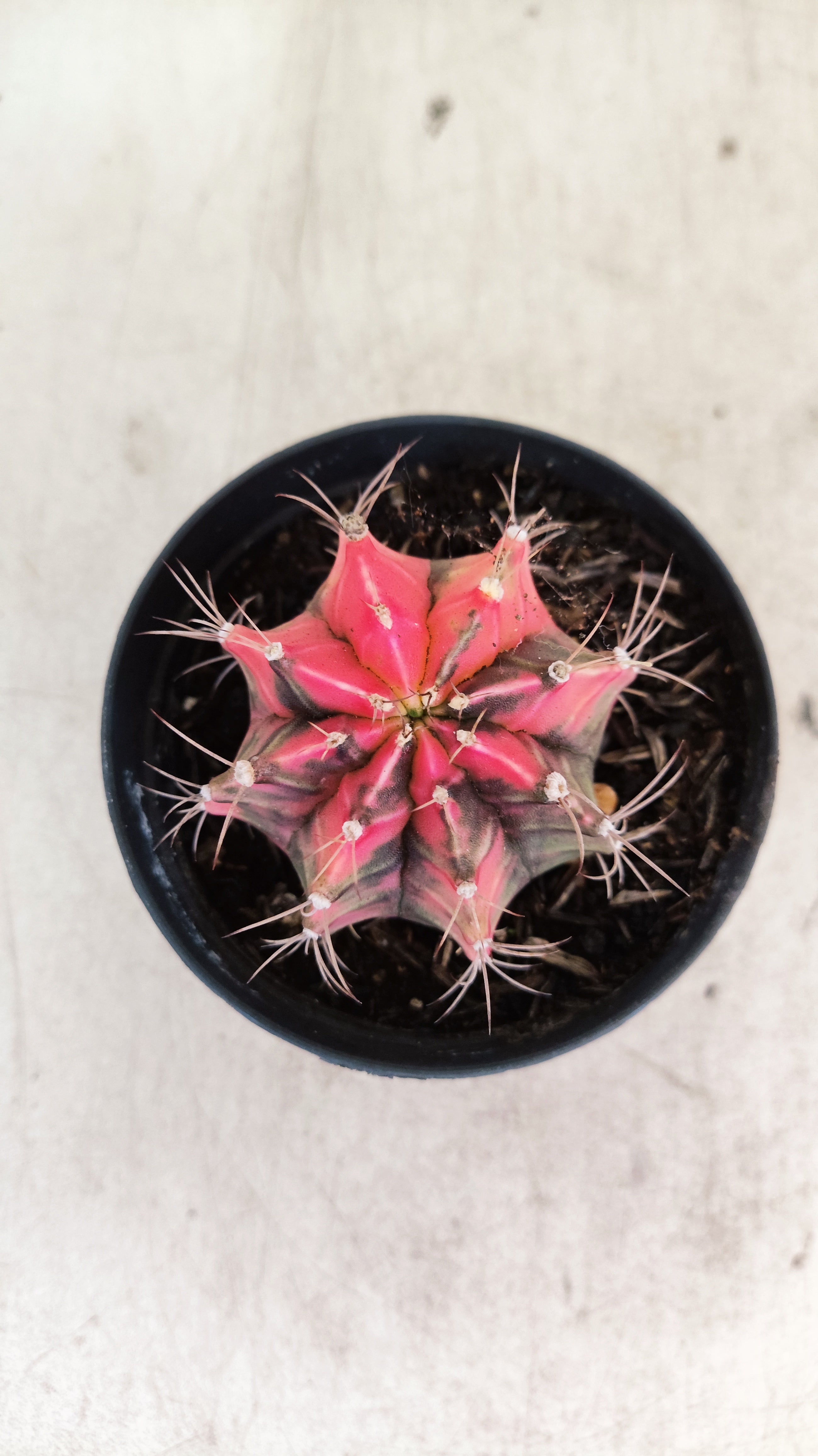 GYMNOCALYCIUM Mihanovichii "Variegata" Nº 713 – vaso 09