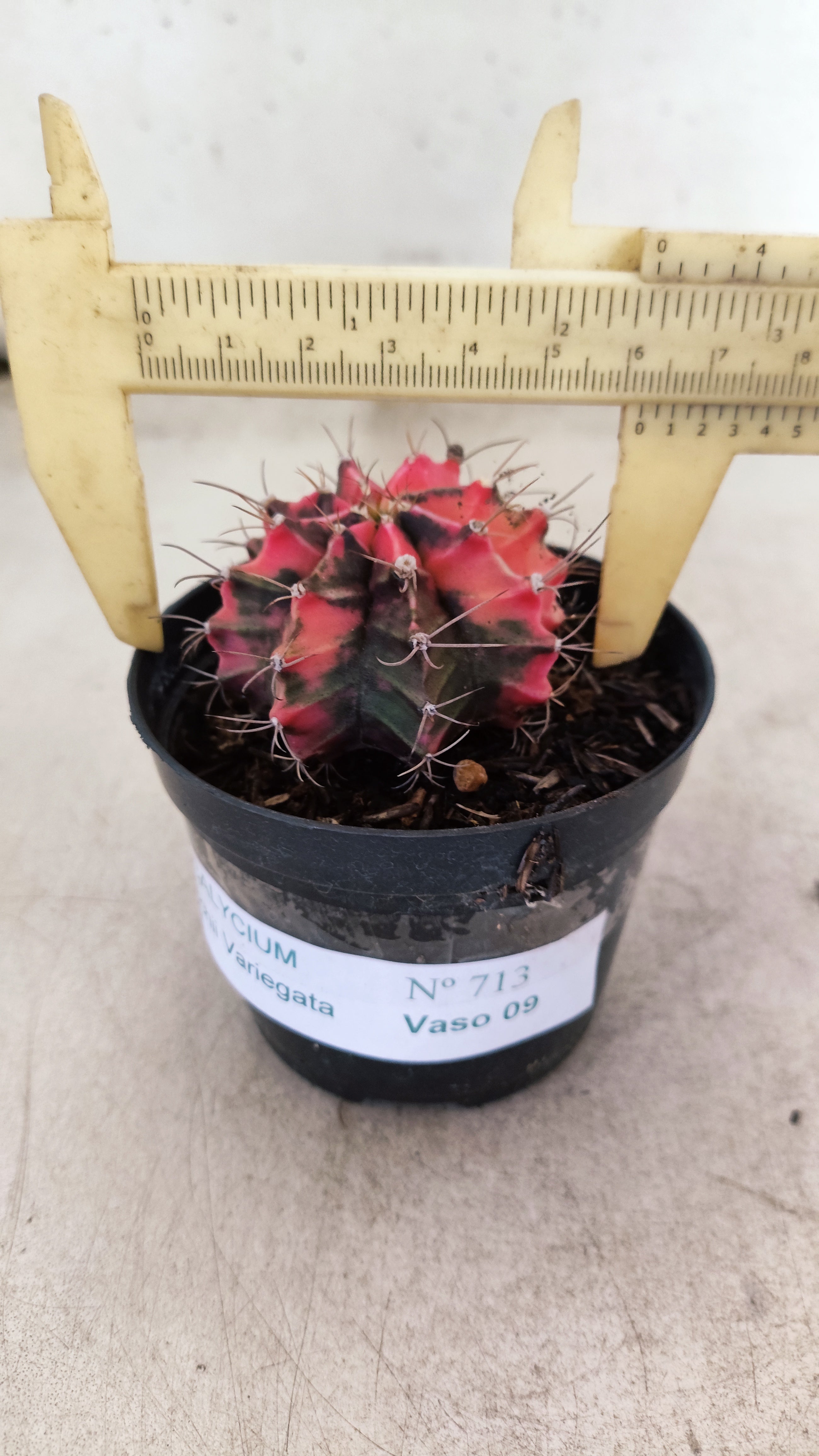 GYMNOCALYCIUM Mihanovichii "Variegata" Nº 713 – vaso 09