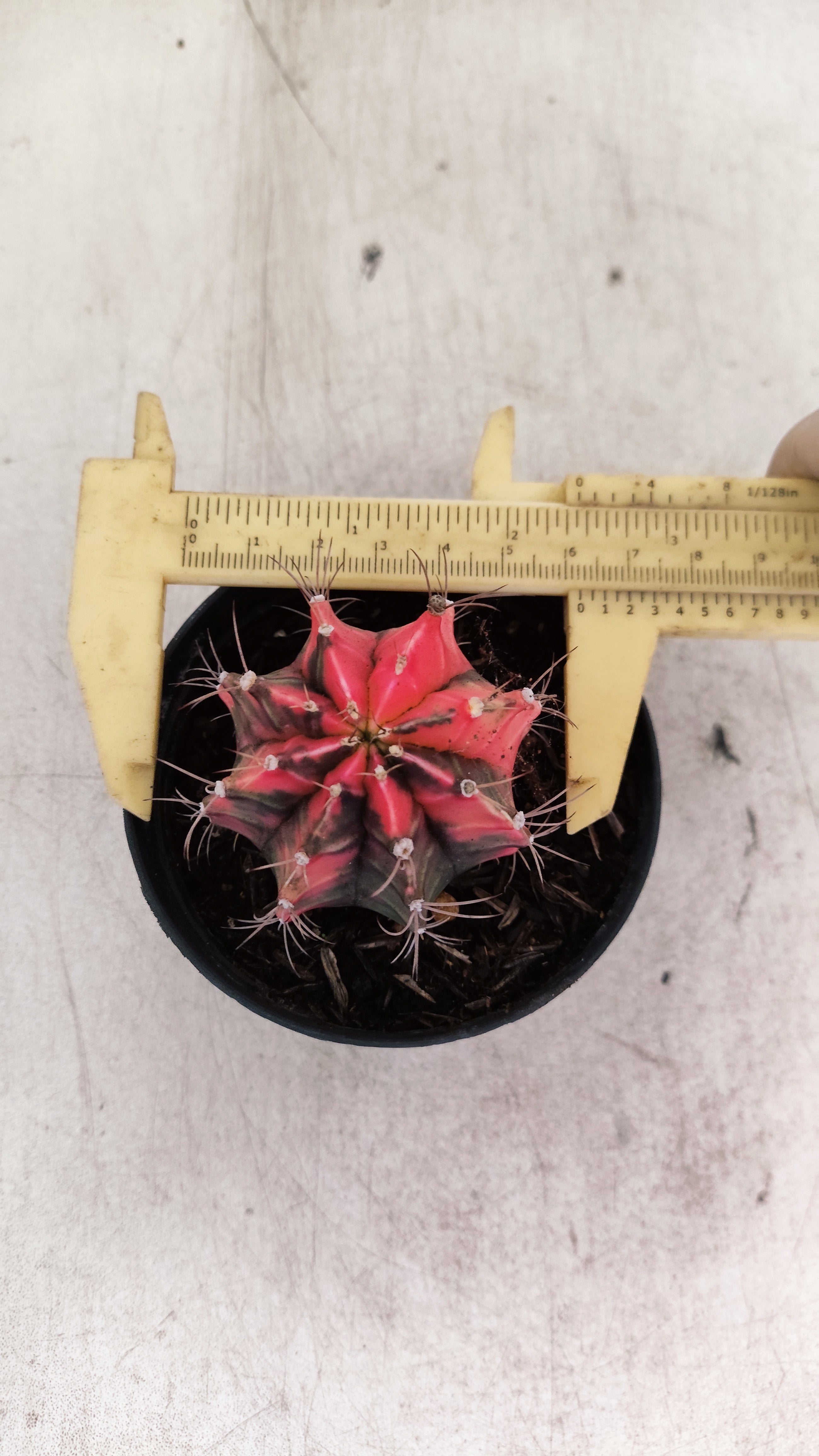 GYMNOCALYCIUM Mihanovichii "Variegata" Nº 713 – vaso 09