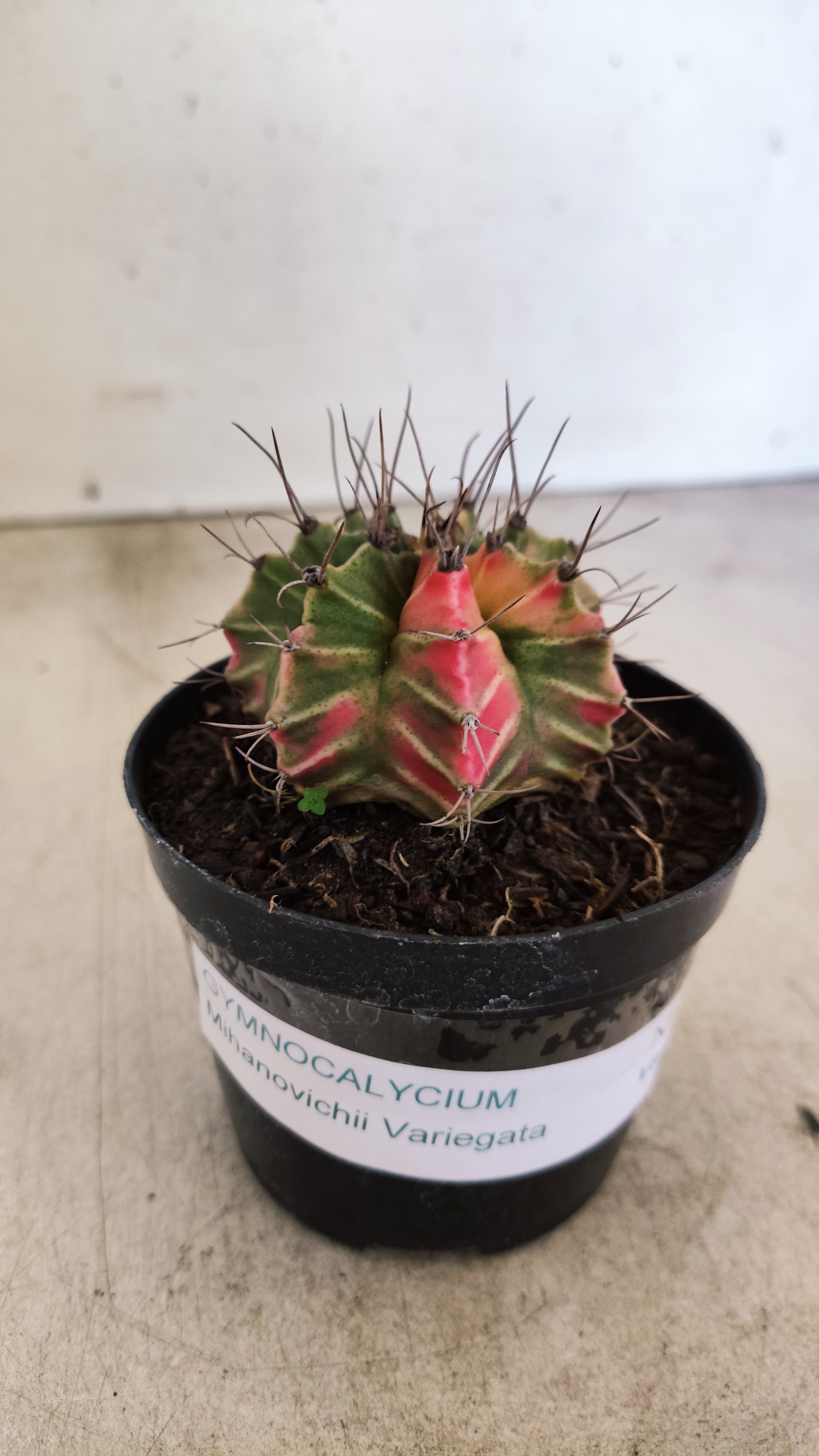 GYMNOCALYCIUM Mihanovichii "Variegata" Nº 714 – vaso 09