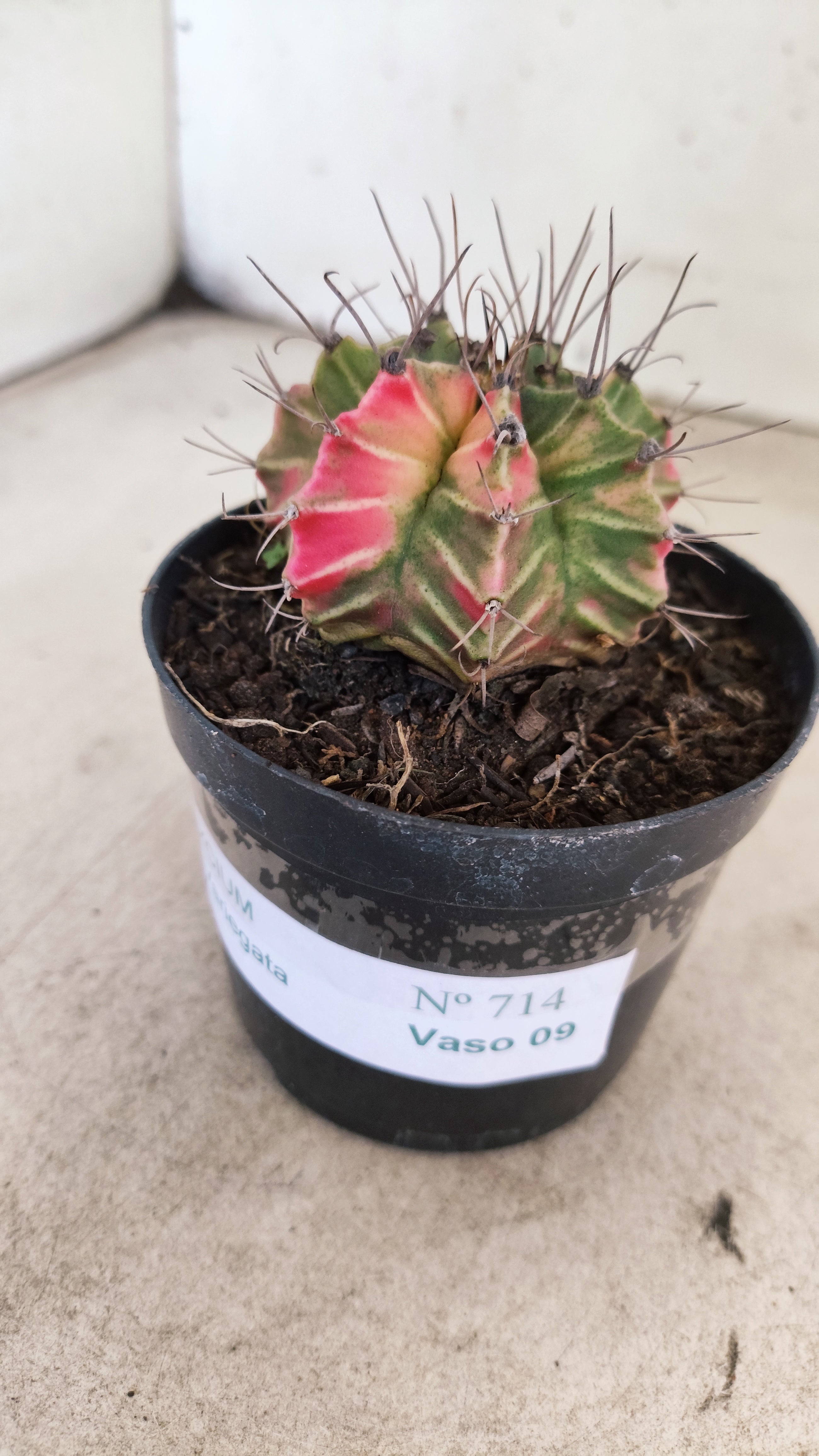 GYMNOCALYCIUM Mihanovichii "Variegata" Nº 714 – vaso 09