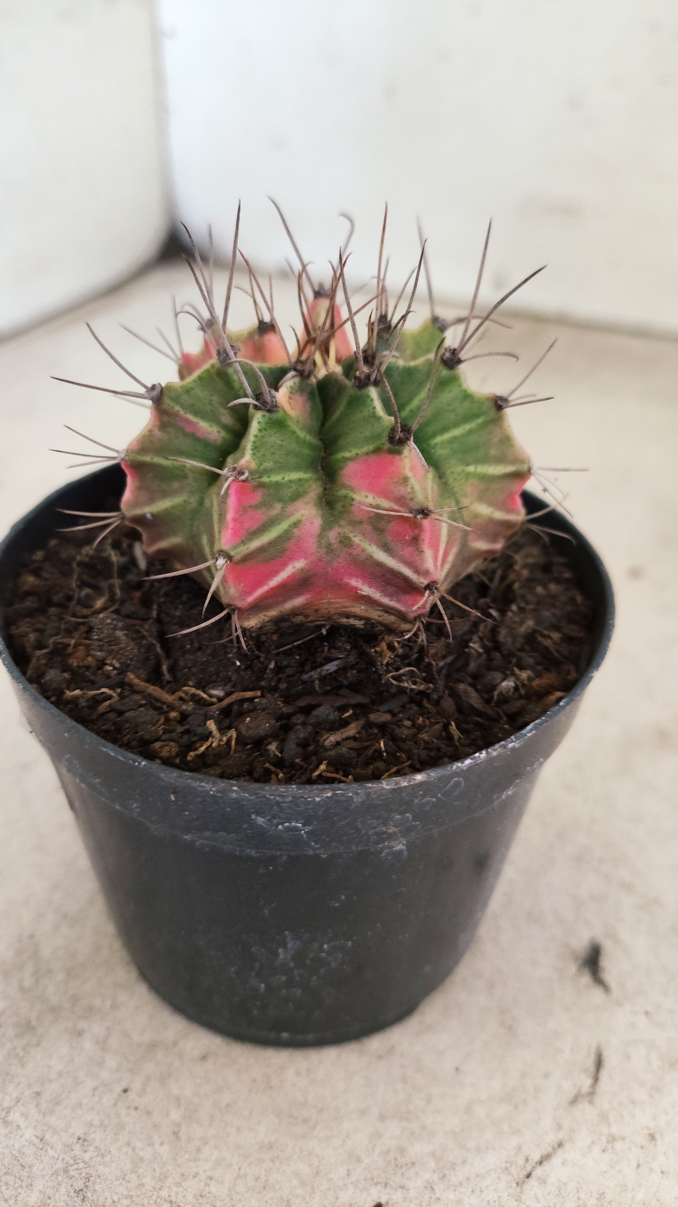 GYMNOCALYCIUM Mihanovichii "Variegata" Nº 714 – vaso 09