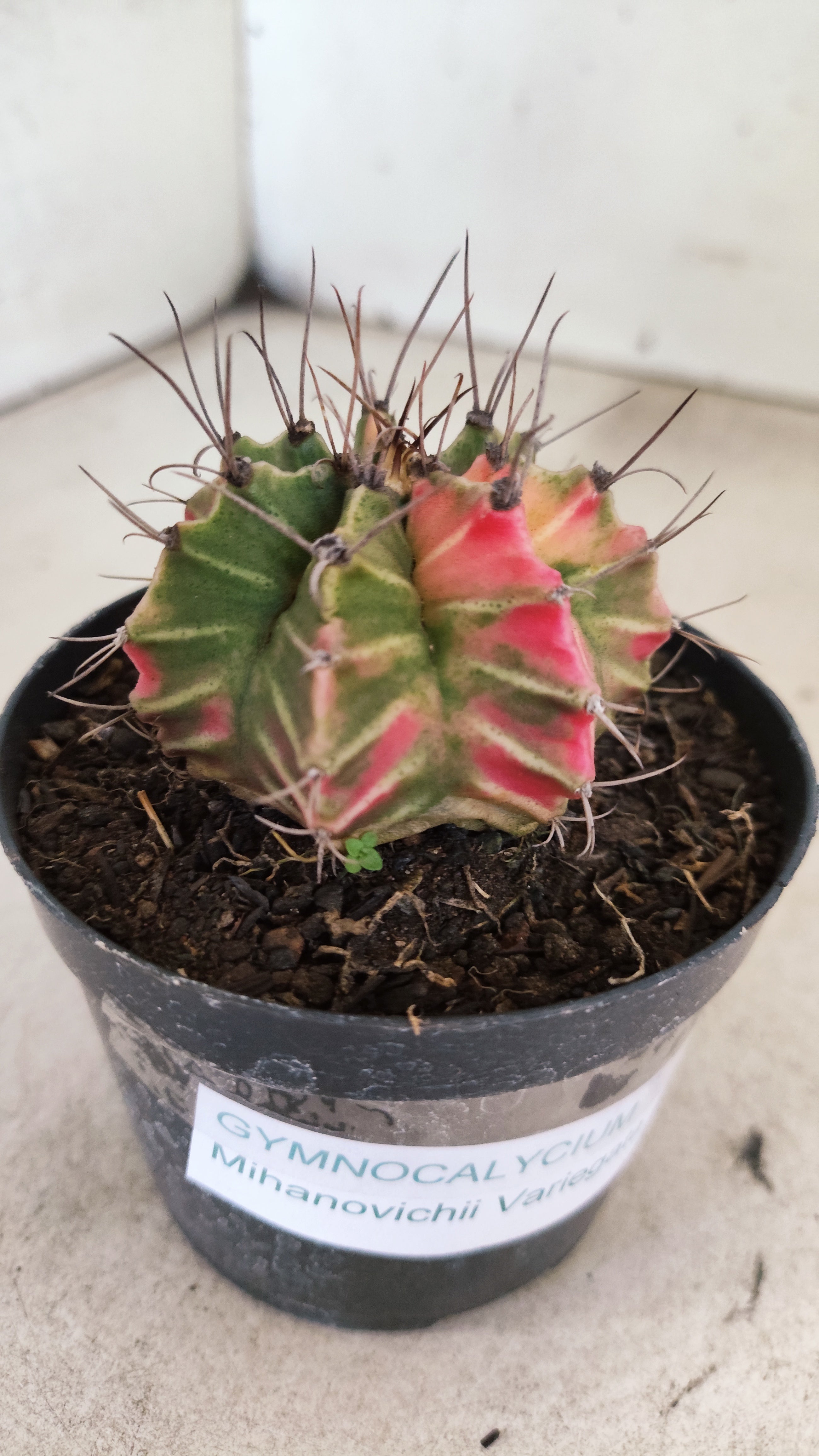 GYMNOCALYCIUM Mihanovichii "Variegata" Nº 714 – vaso 09