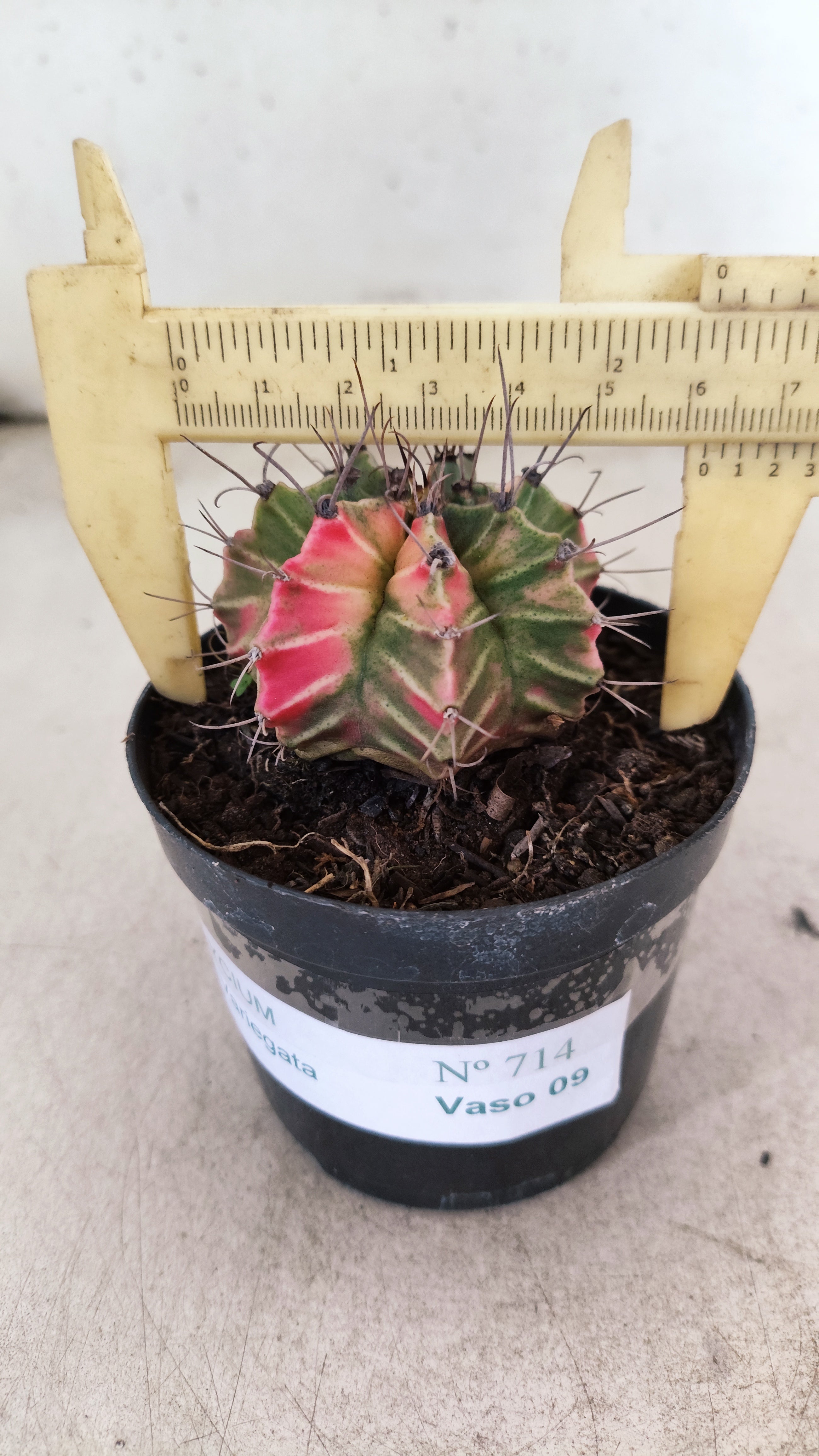 GYMNOCALYCIUM Mihanovichii "Variegata" Nº 714 – vaso 09