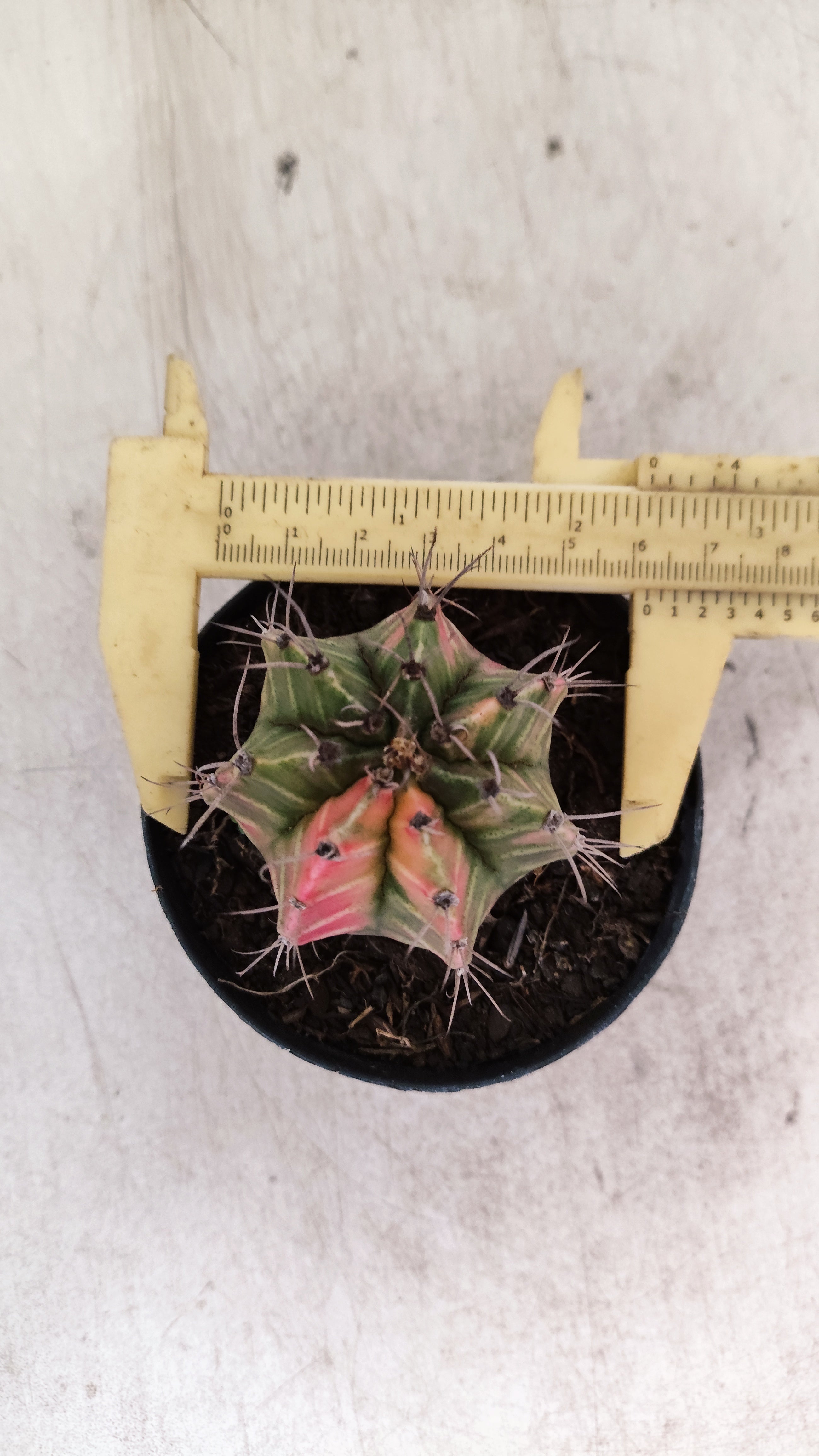 GYMNOCALYCIUM Mihanovichii "Variegata" Nº 714 – vaso 09