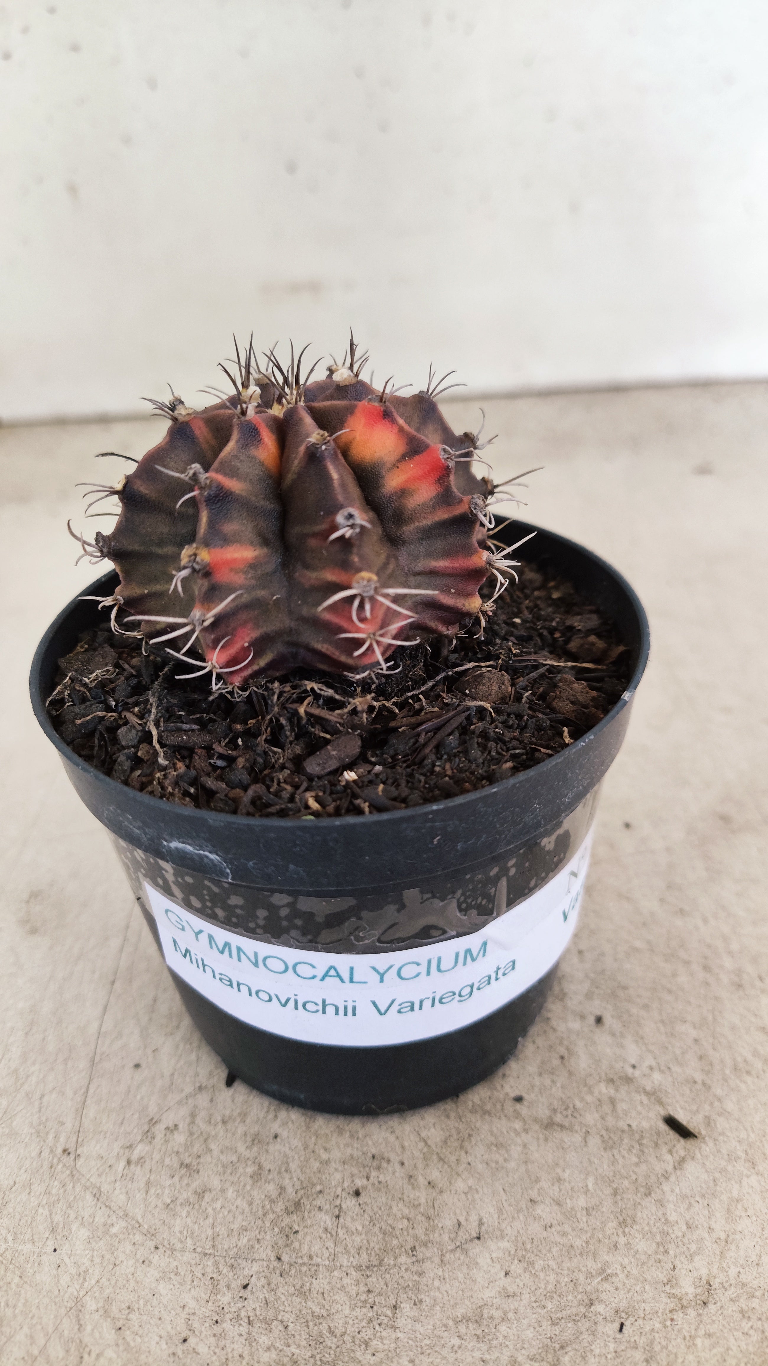 GYMNOCALYCIUM Mihanovichii "Variegata" Nº 715 – vaso 09