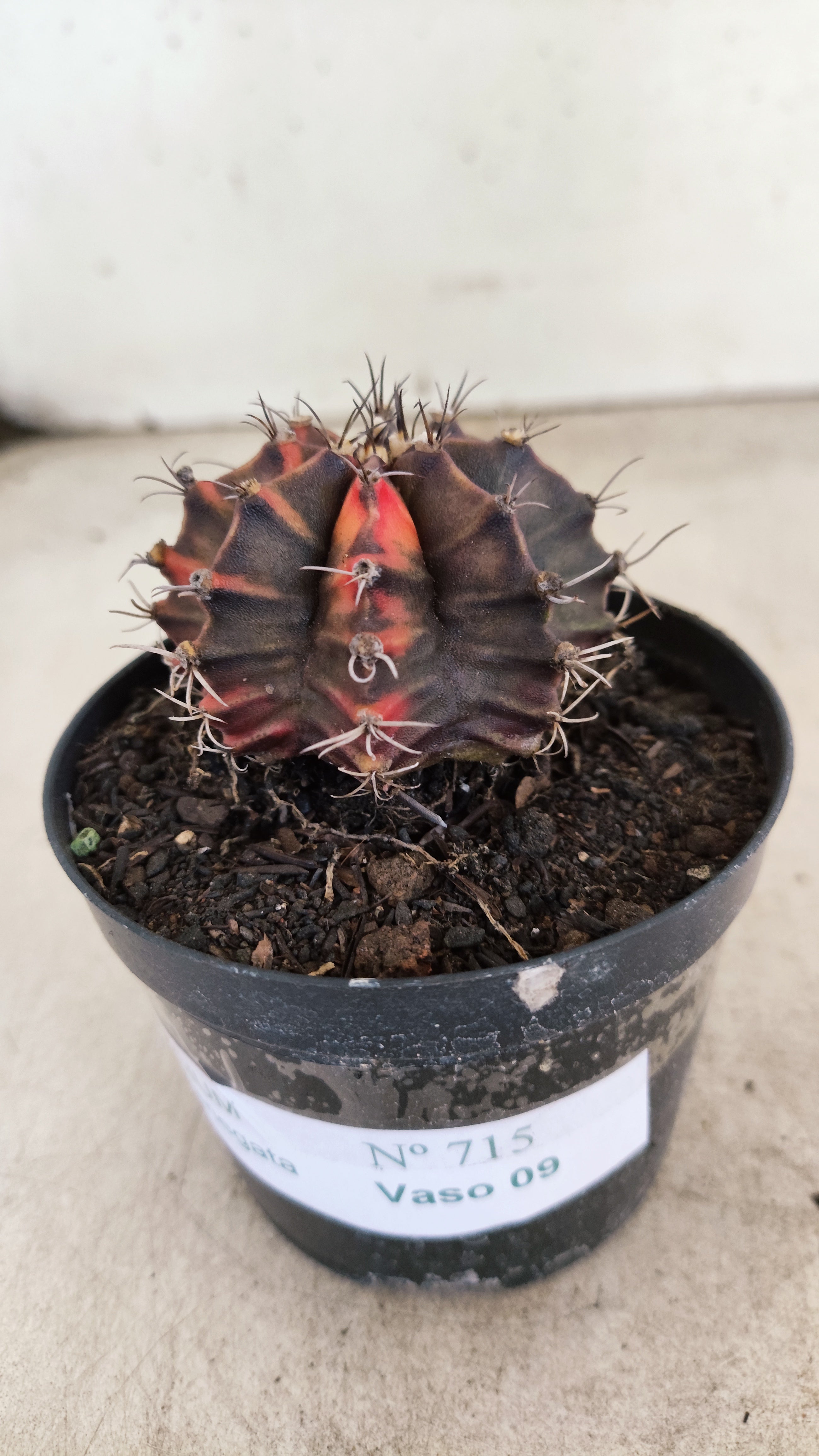 GYMNOCALYCIUM Mihanovichii "Variegata" Nº 715 – vaso 09