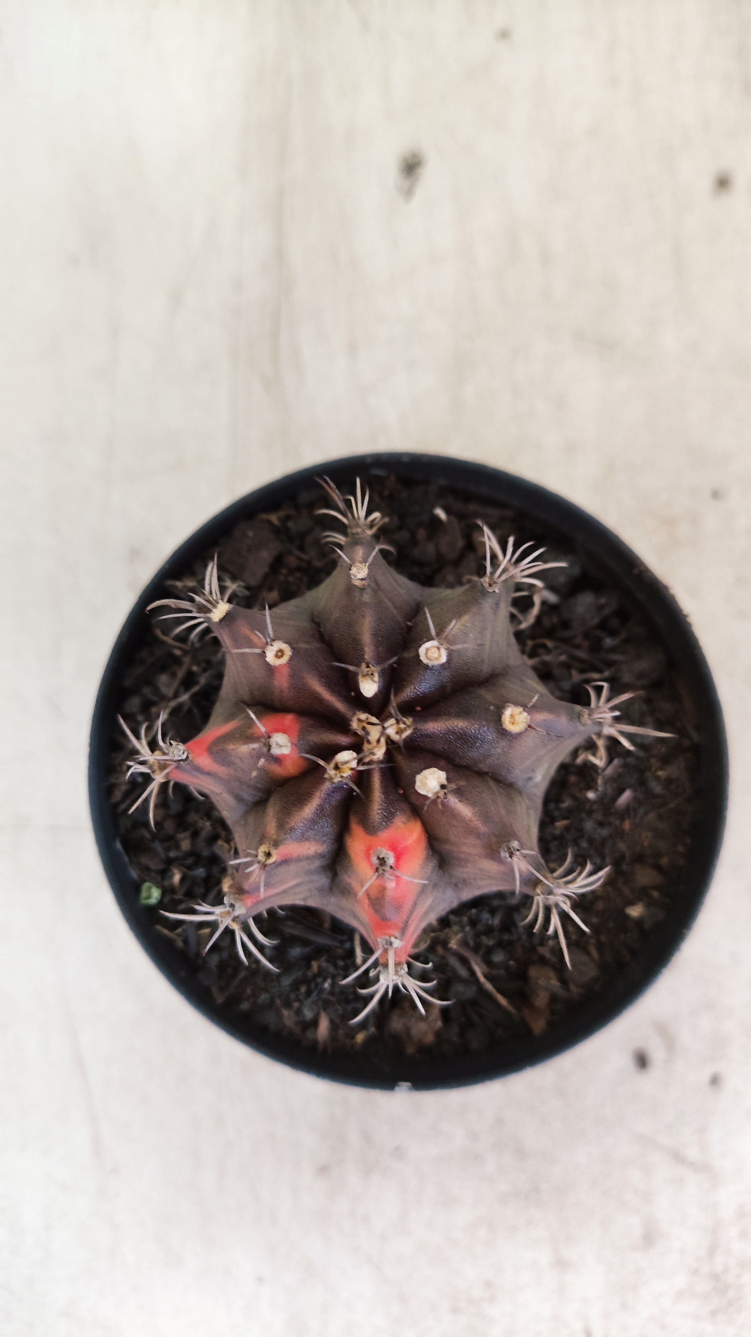 GYMNOCALYCIUM Mihanovichii "Variegata" Nº 715 – vaso 09
