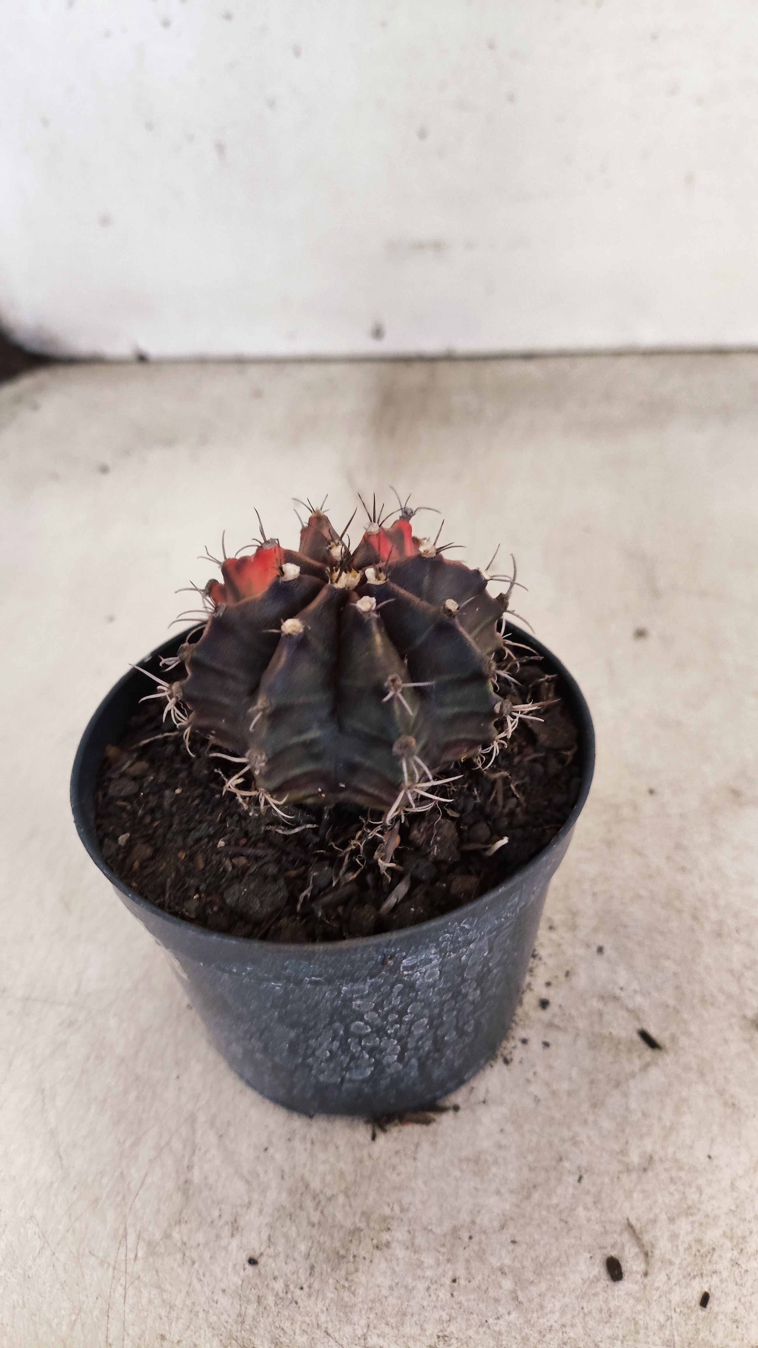 GYMNOCALYCIUM Mihanovichii "Variegata" Nº 715 – vaso 09