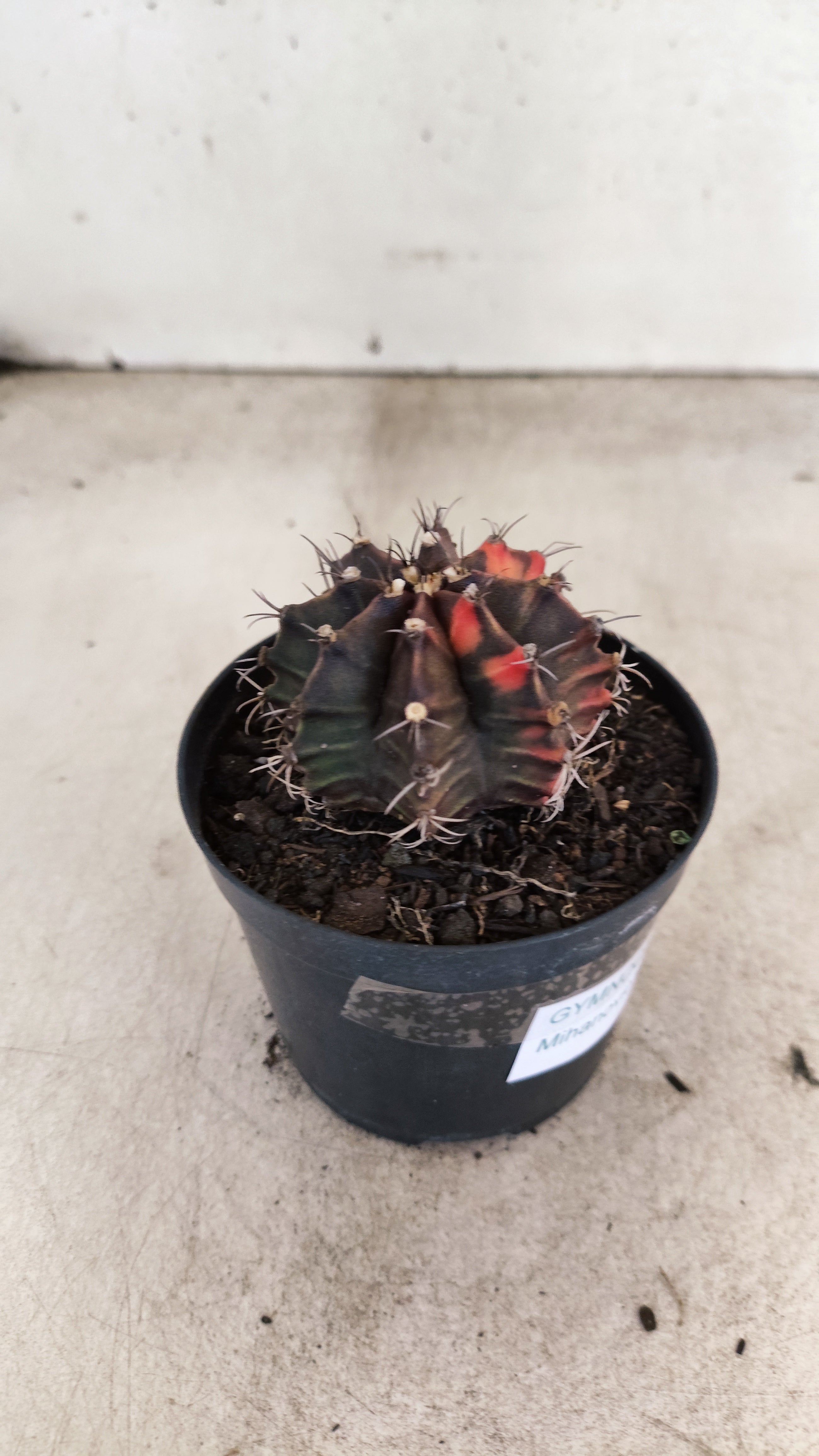 GYMNOCALYCIUM Mihanovichii "Variegata" Nº 715 – vaso 09