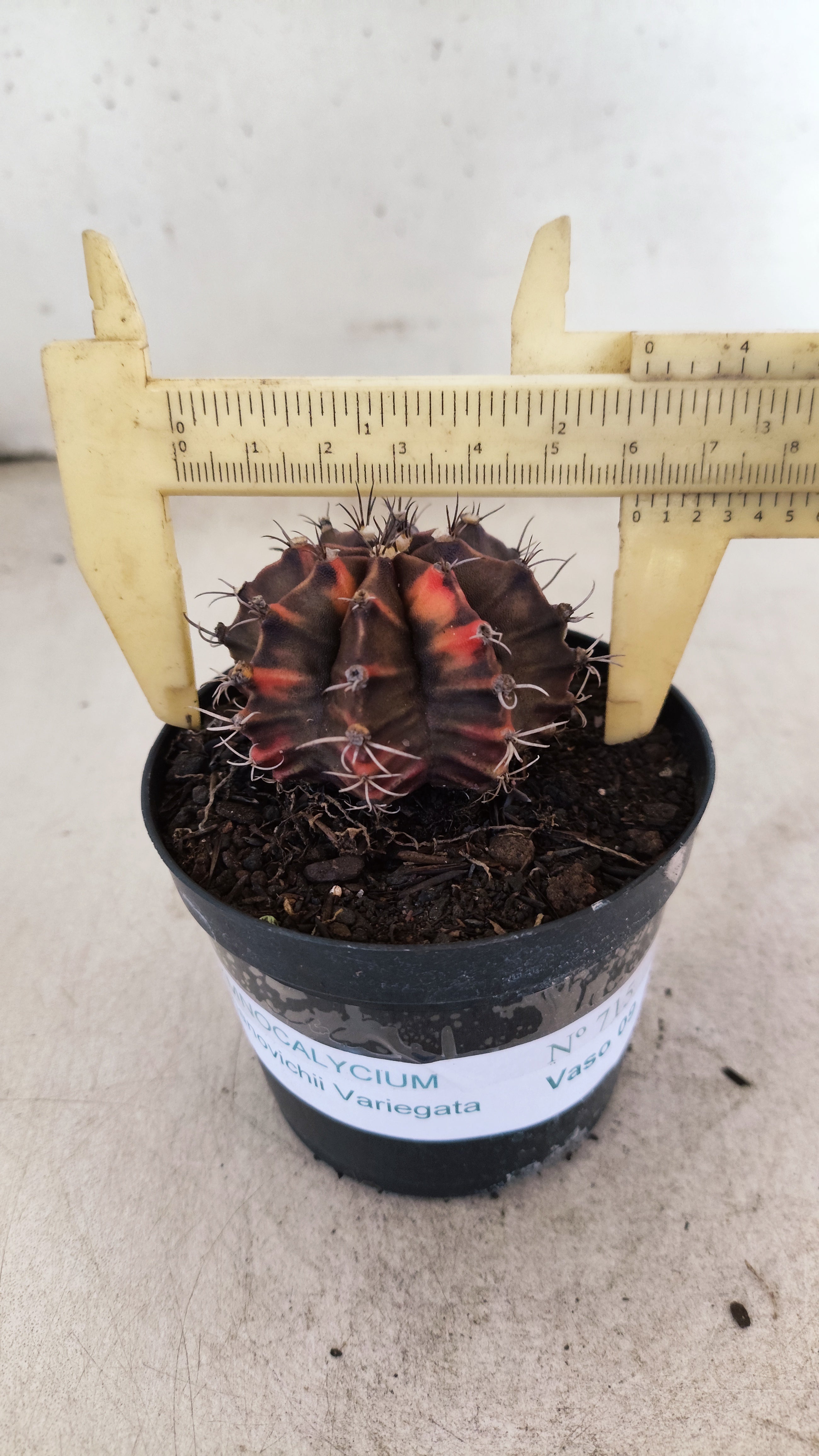 GYMNOCALYCIUM Mihanovichii "Variegata" Nº 715 – vaso 09