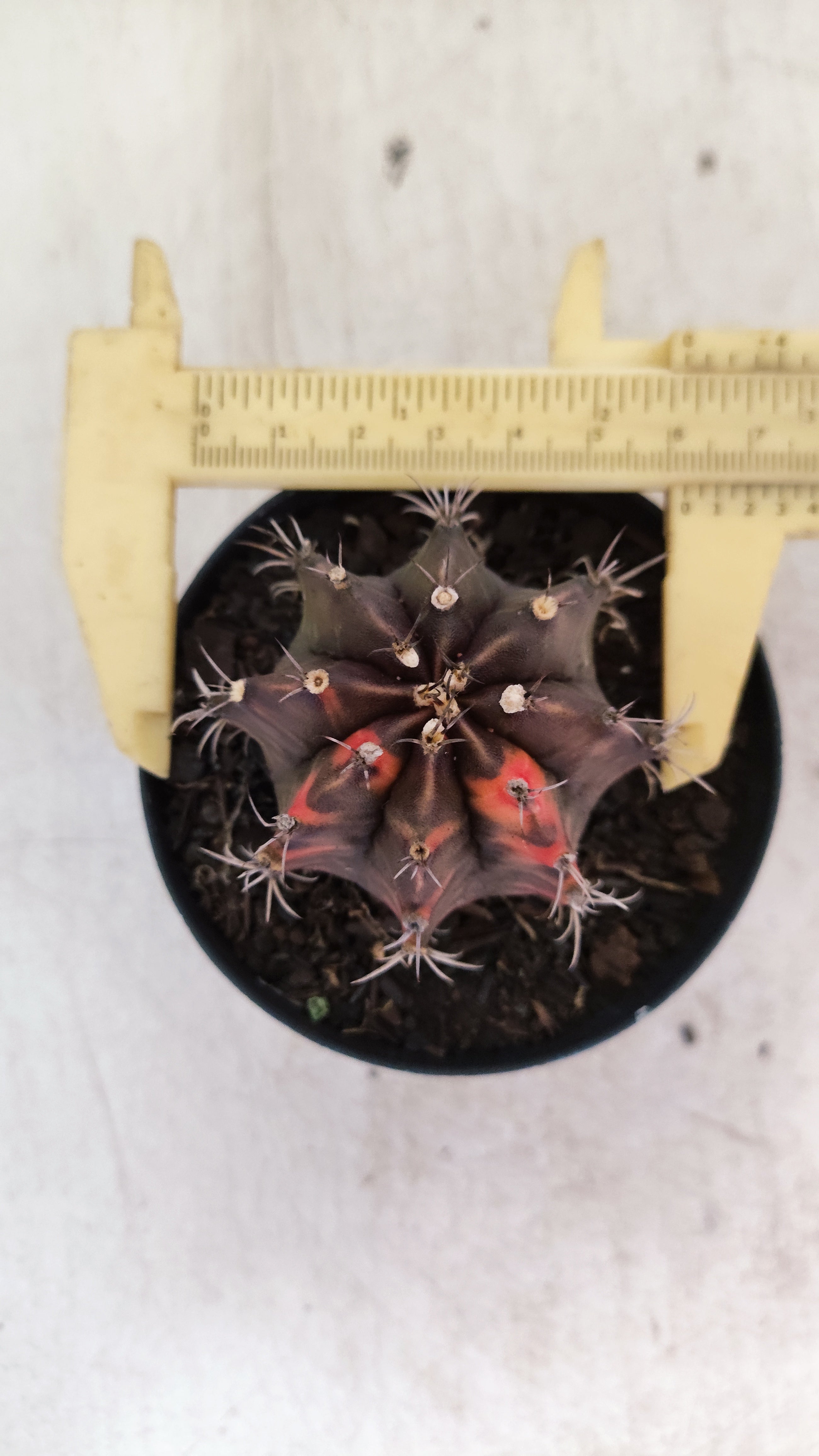 GYMNOCALYCIUM Mihanovichii "Variegata" Nº 715 – vaso 09