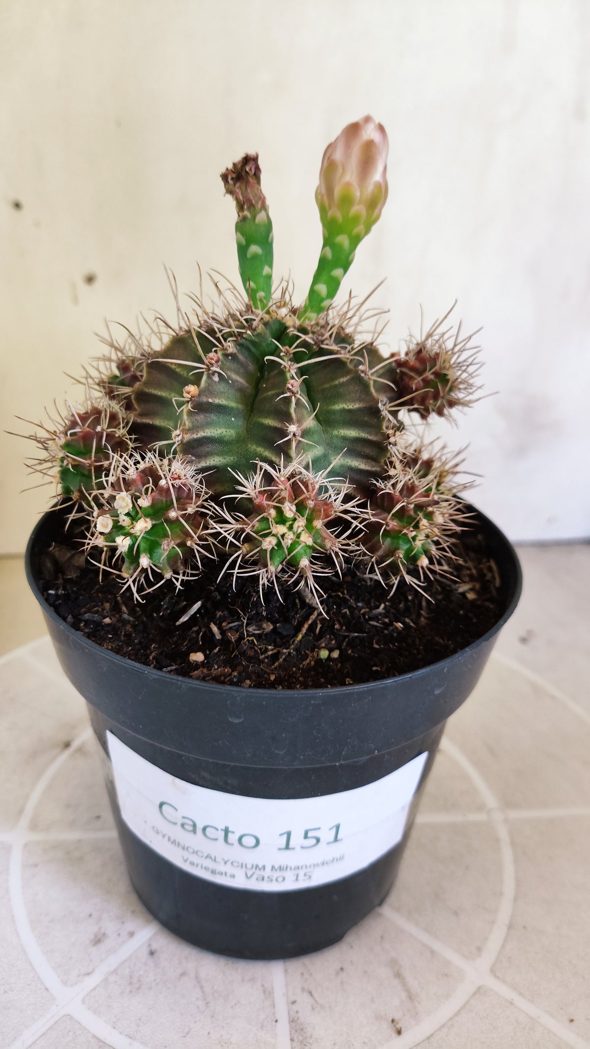 Matriz GYMNOCALYCIUM Mihanovichii Variegata "Prolifero" Nº 151 – vaso 15