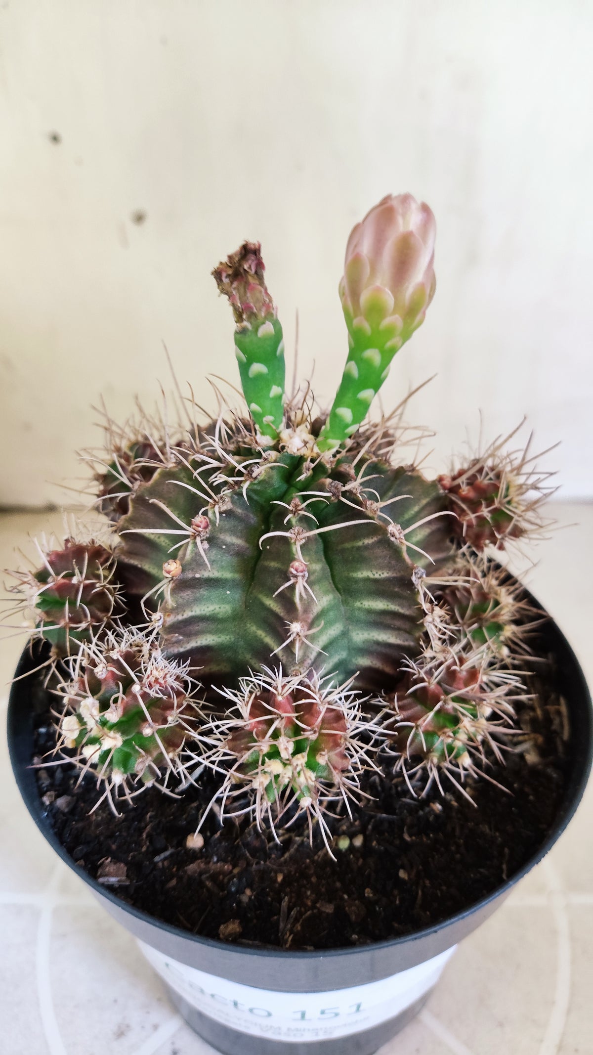 Matriz GYMNOCALYCIUM Mihanovichii Variegata "Prolifero" Nº 151 – vaso 15