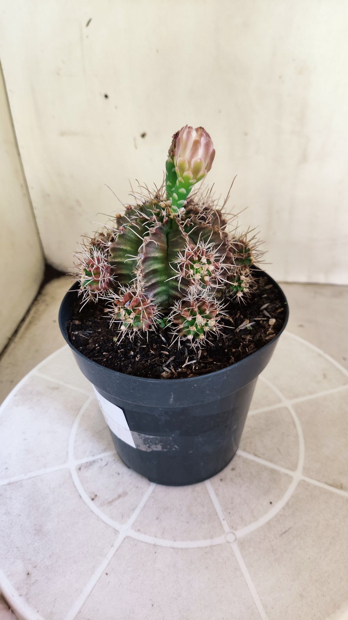 Matriz GYMNOCALYCIUM Mihanovichii Variegata "Prolifero" Nº 151 – vaso 15