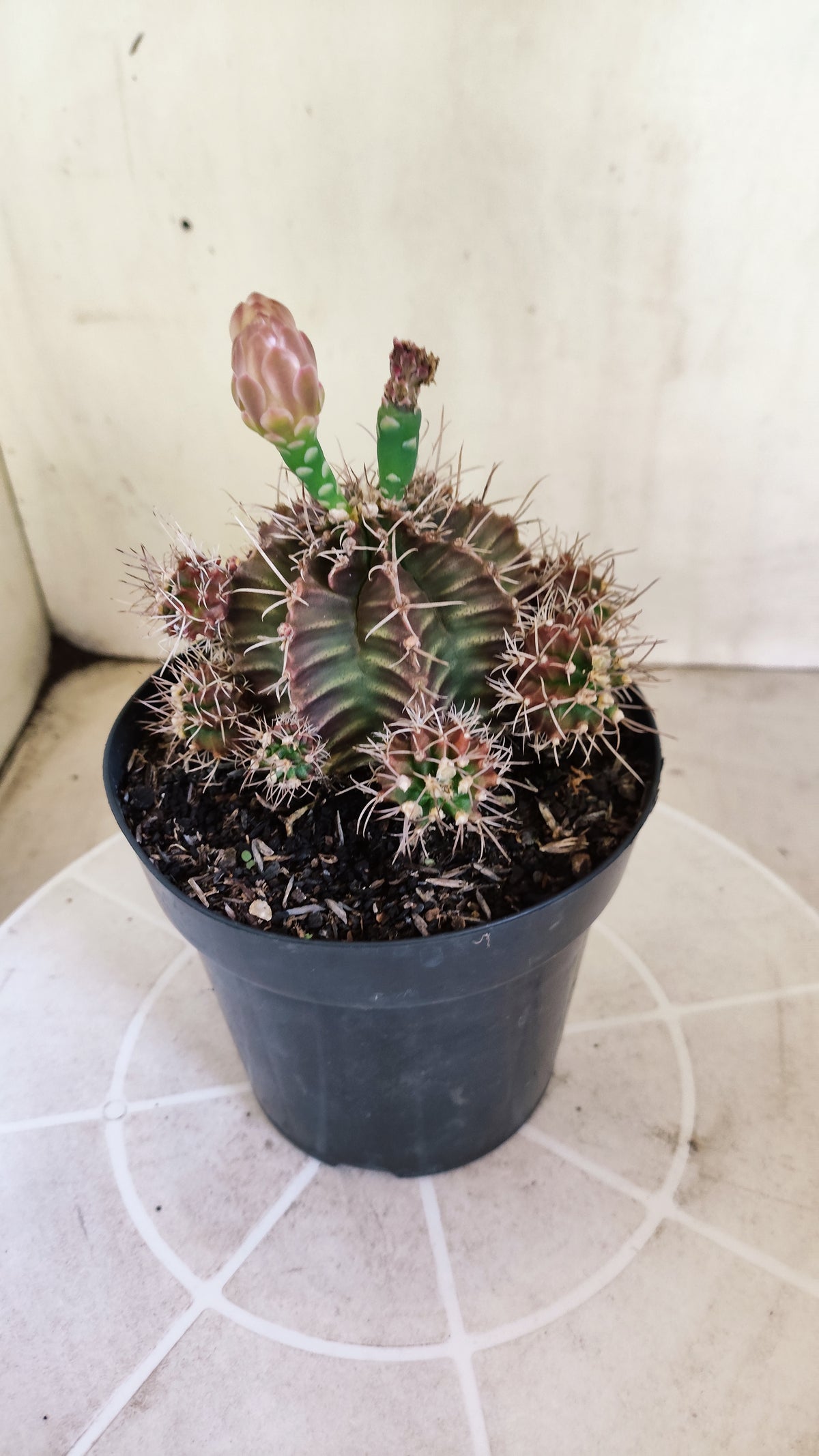 Matriz GYMNOCALYCIUM Mihanovichii Variegata "Prolifero" Nº 151 – vaso 15