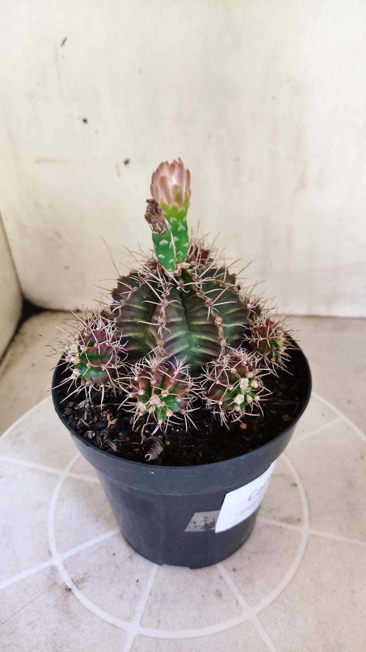 Matriz GYMNOCALYCIUM Mihanovichii Variegata "Prolifero" Nº 151 – vaso 15
