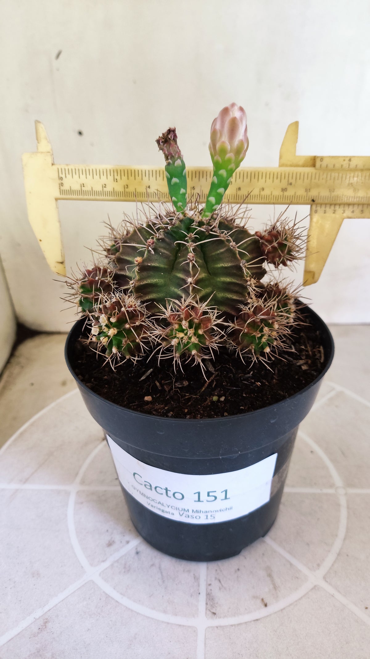 Matriz GYMNOCALYCIUM Mihanovichii Variegata "Prolifero" Nº 151 – vaso 15